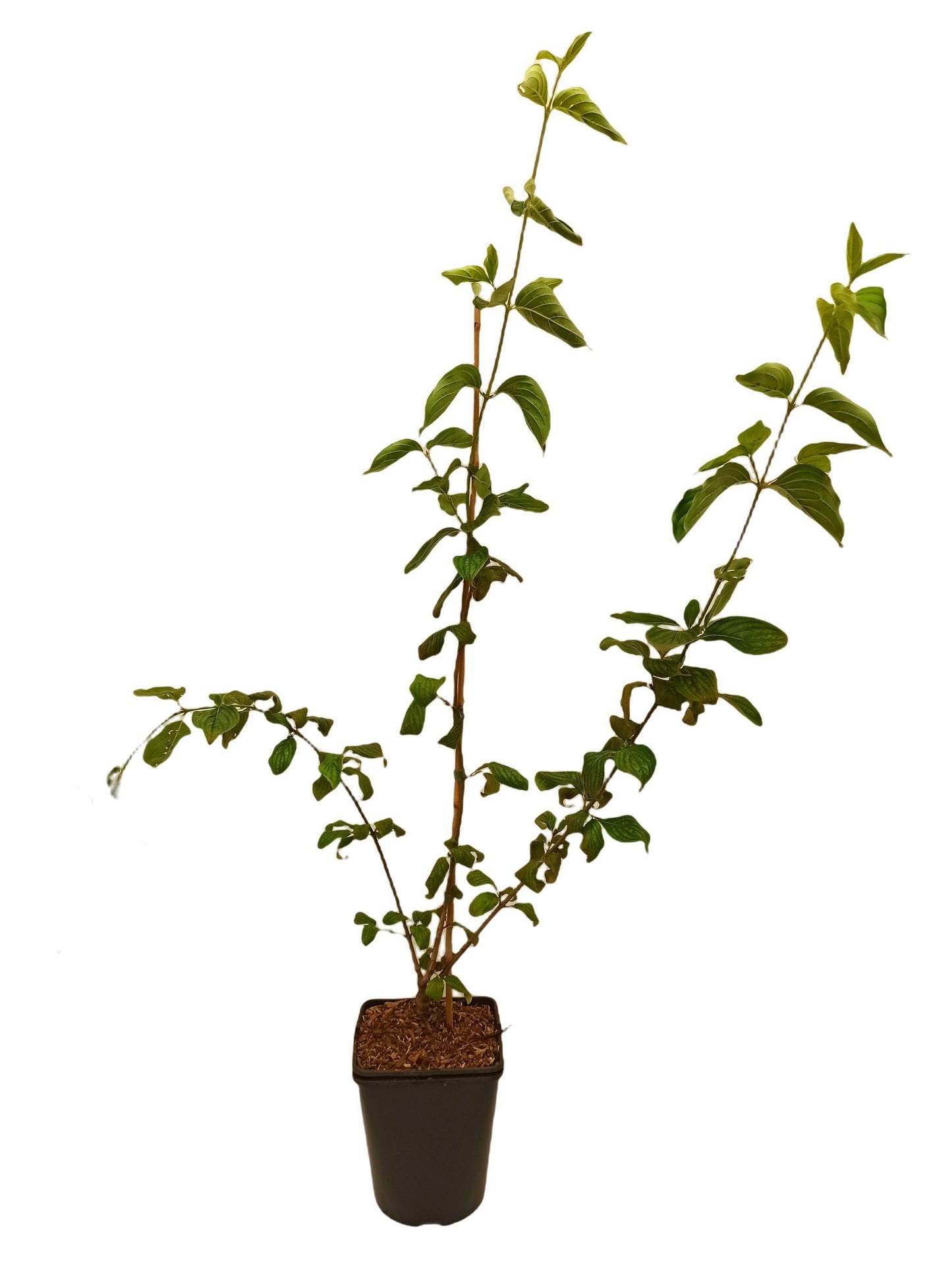 Kornelkirsche 'Kasanlaker'