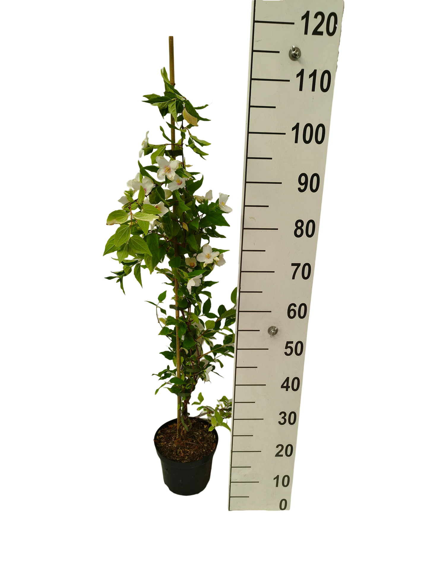 Philadelphus Belle Etoile