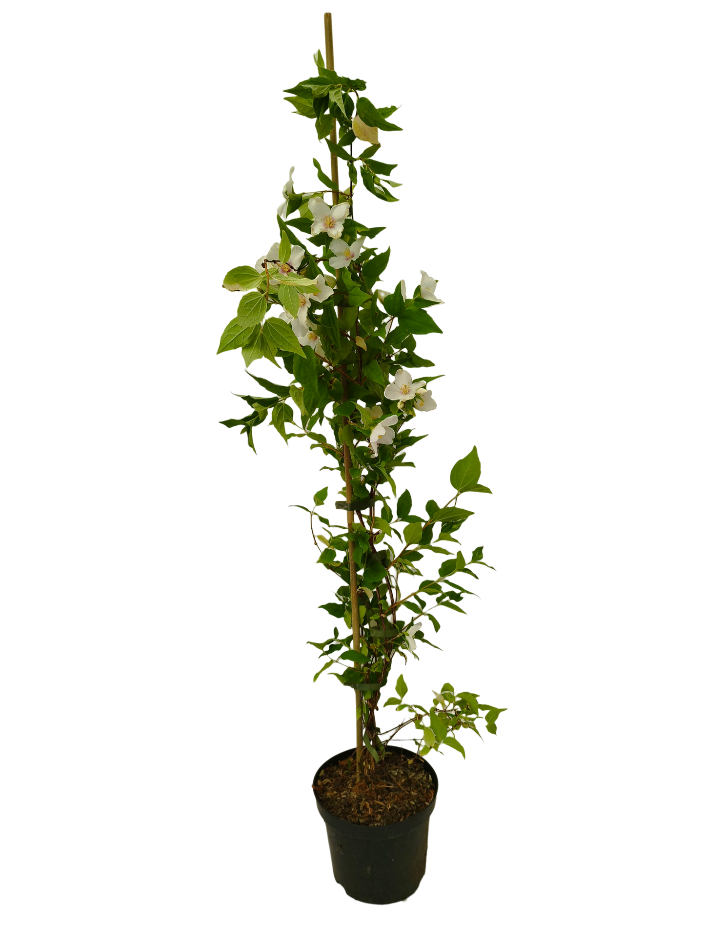 Philadelphus Belle Etoile