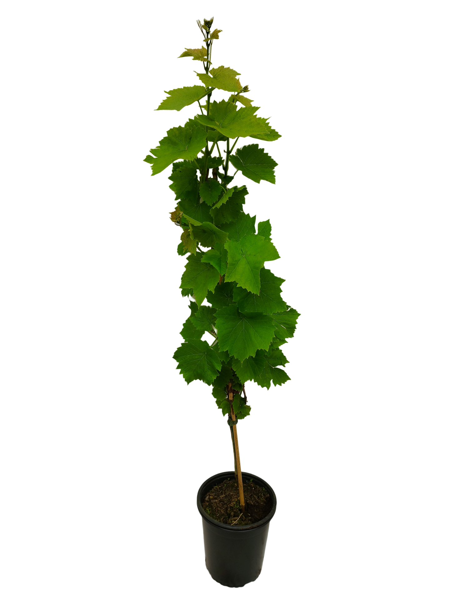 Weinrebe 'Kourgan Rose'