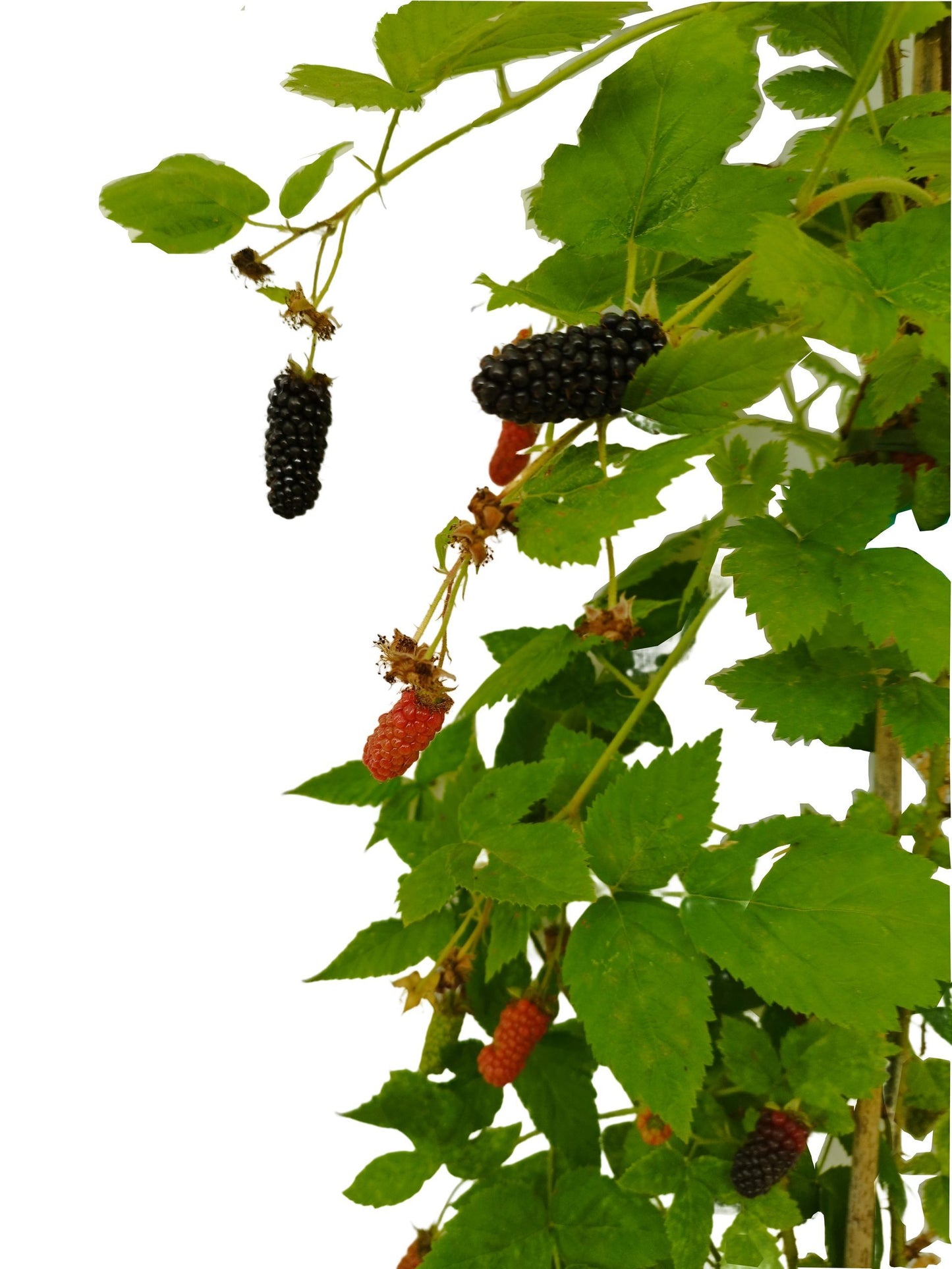 Riesenbrombeere 'Karaka Black' ®