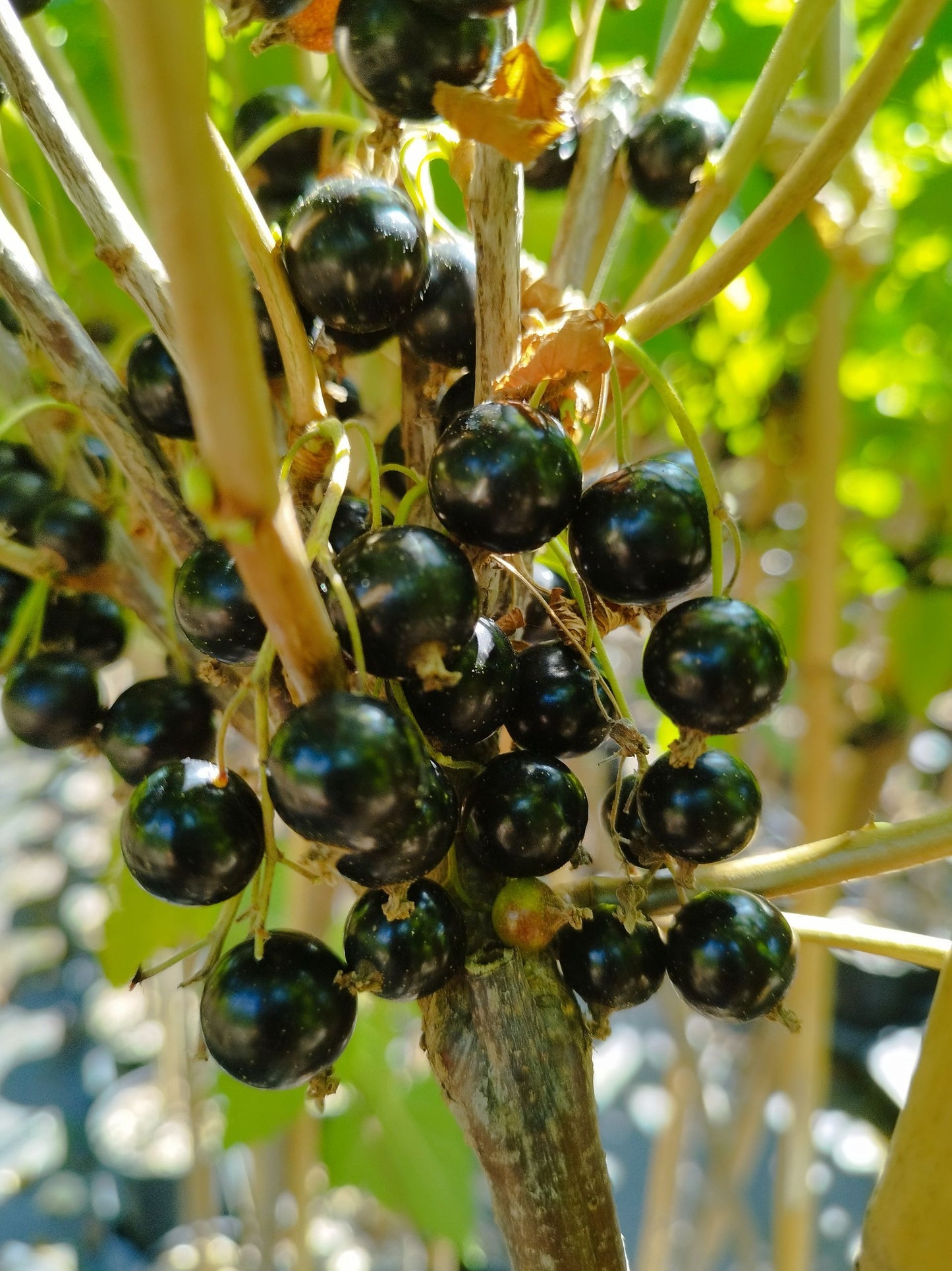 Johannisbeere 'Öjebyn'