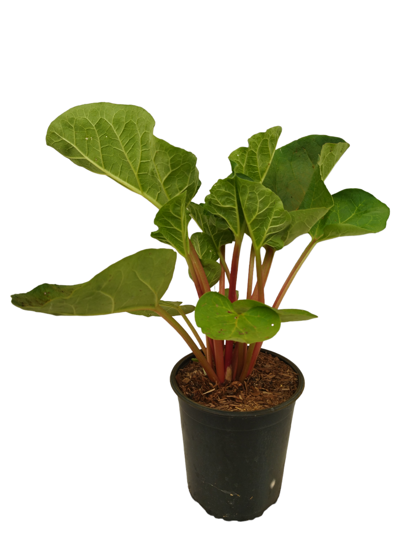 Rhabarber ' Canada Red