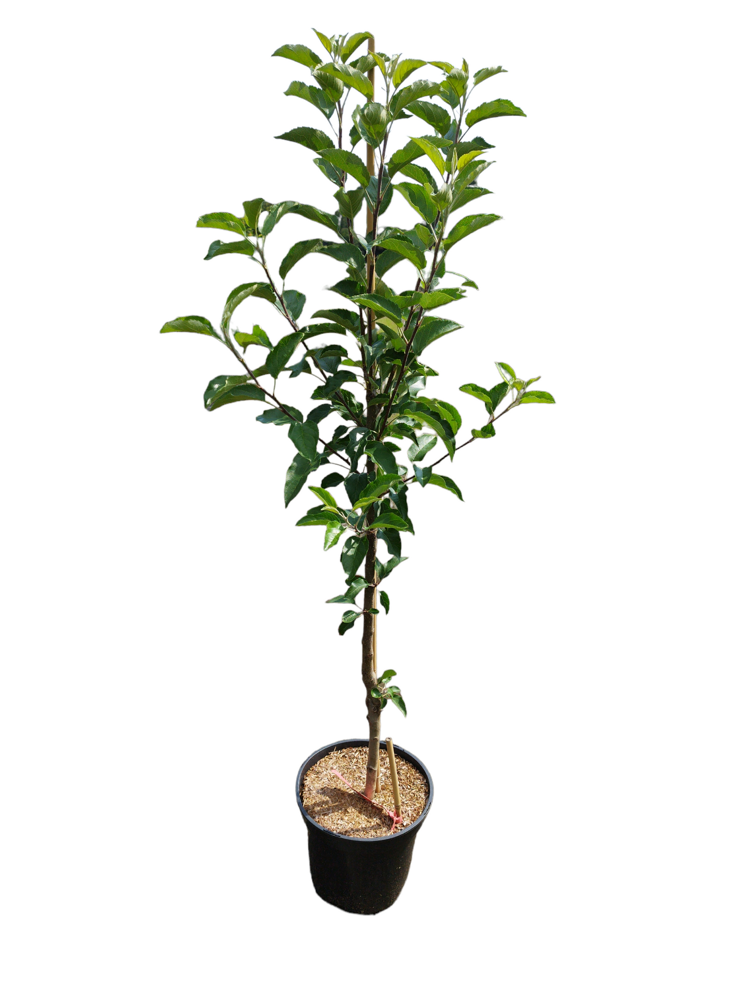 Apfel Wellant