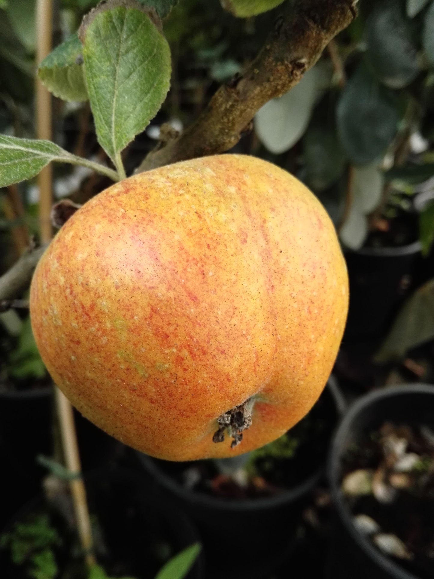 Zwergapfel ' Alkmene Linus '