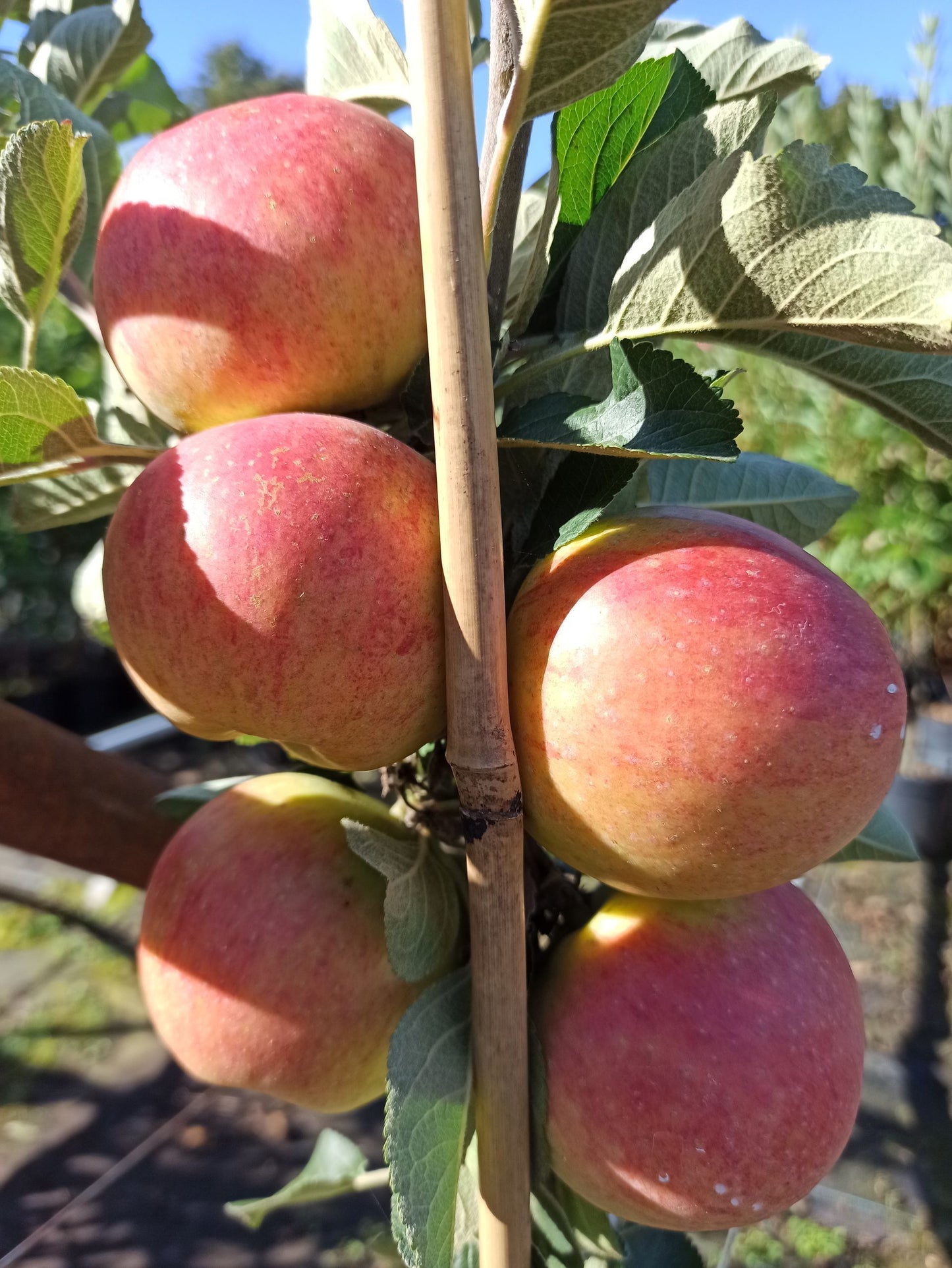 Zwergapfel ' Alkmene Linus '