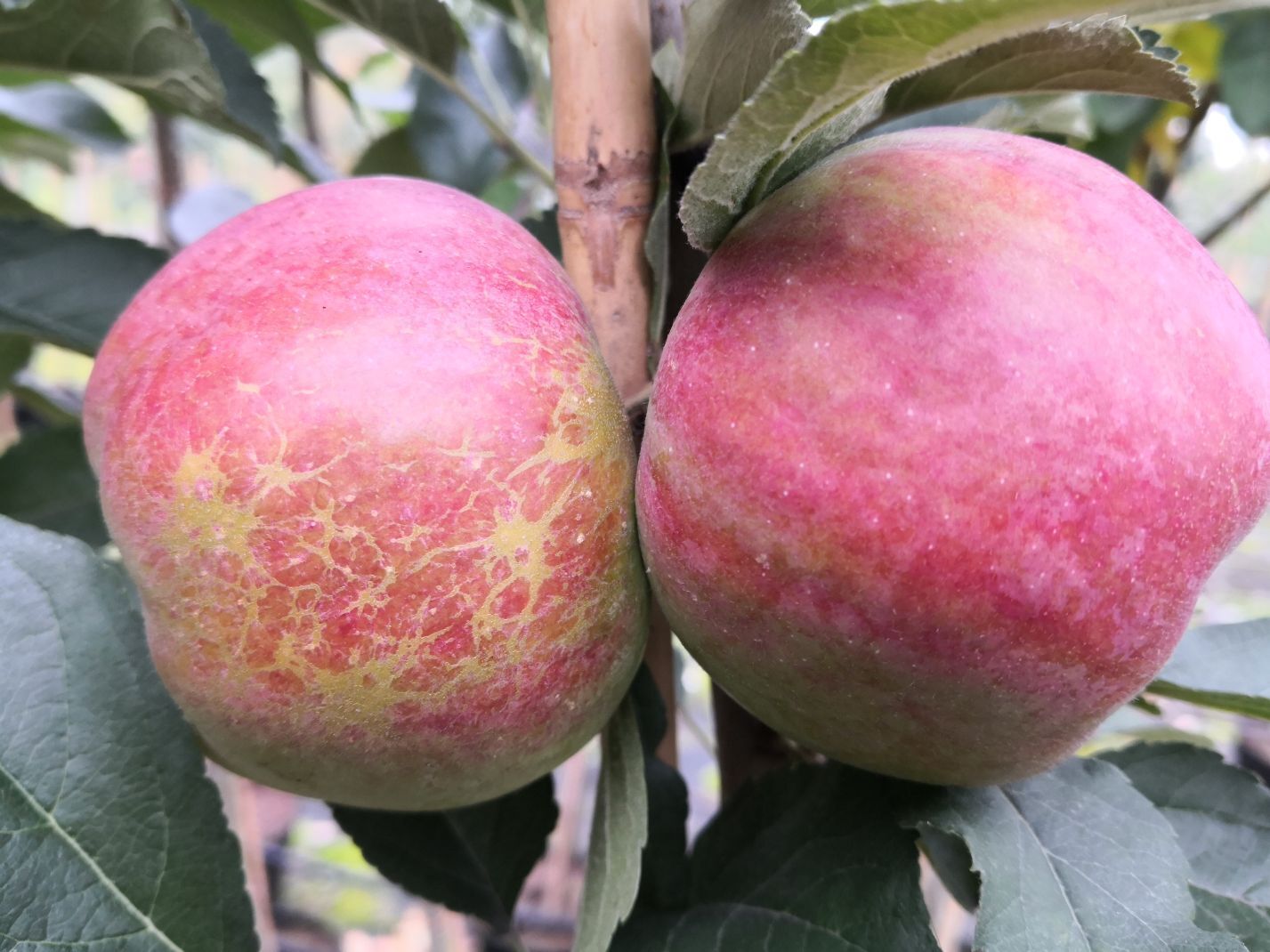 Apfel Idared