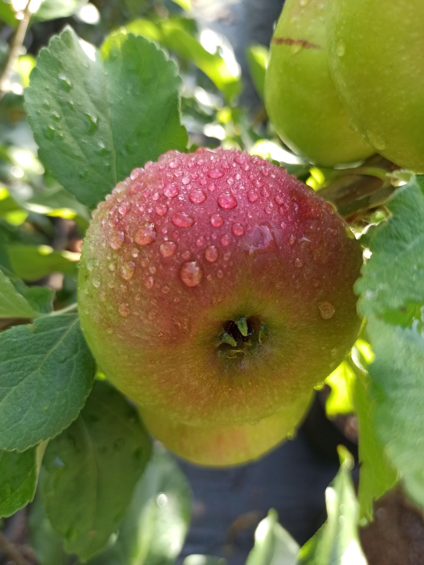 Apfel Prinz Albrecht v. Preußen