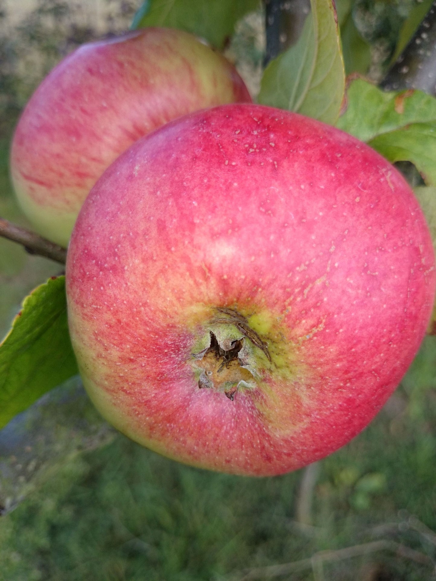 Apfel Prinz Albrecht v. Preußen