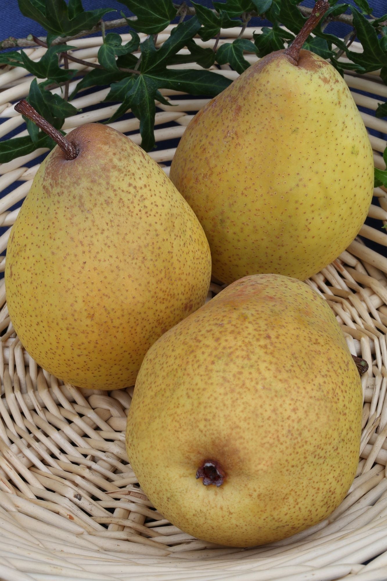 Birne 'Köstliche von Charneux'