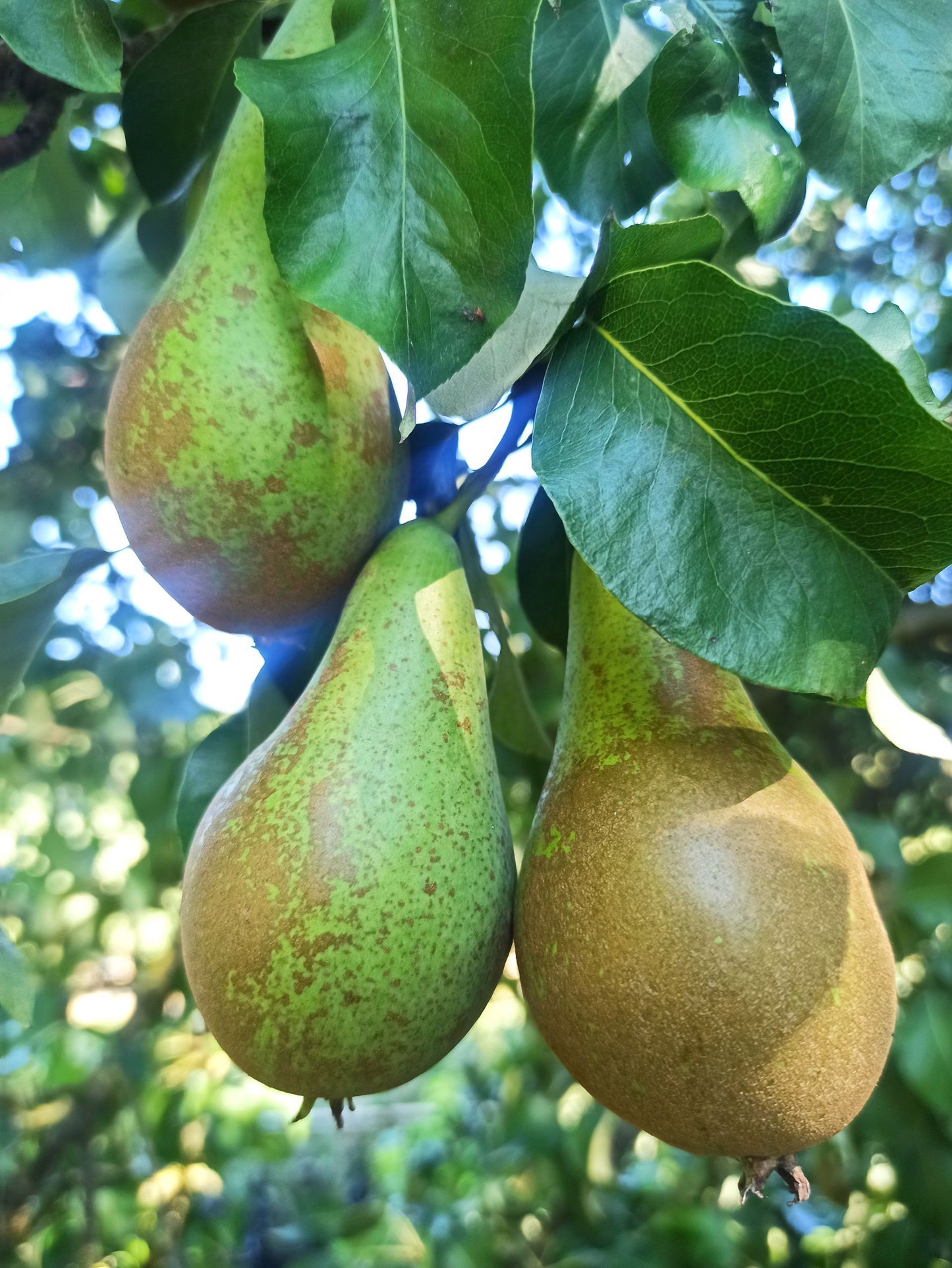 Birne 'Frühe aus Trevoux'