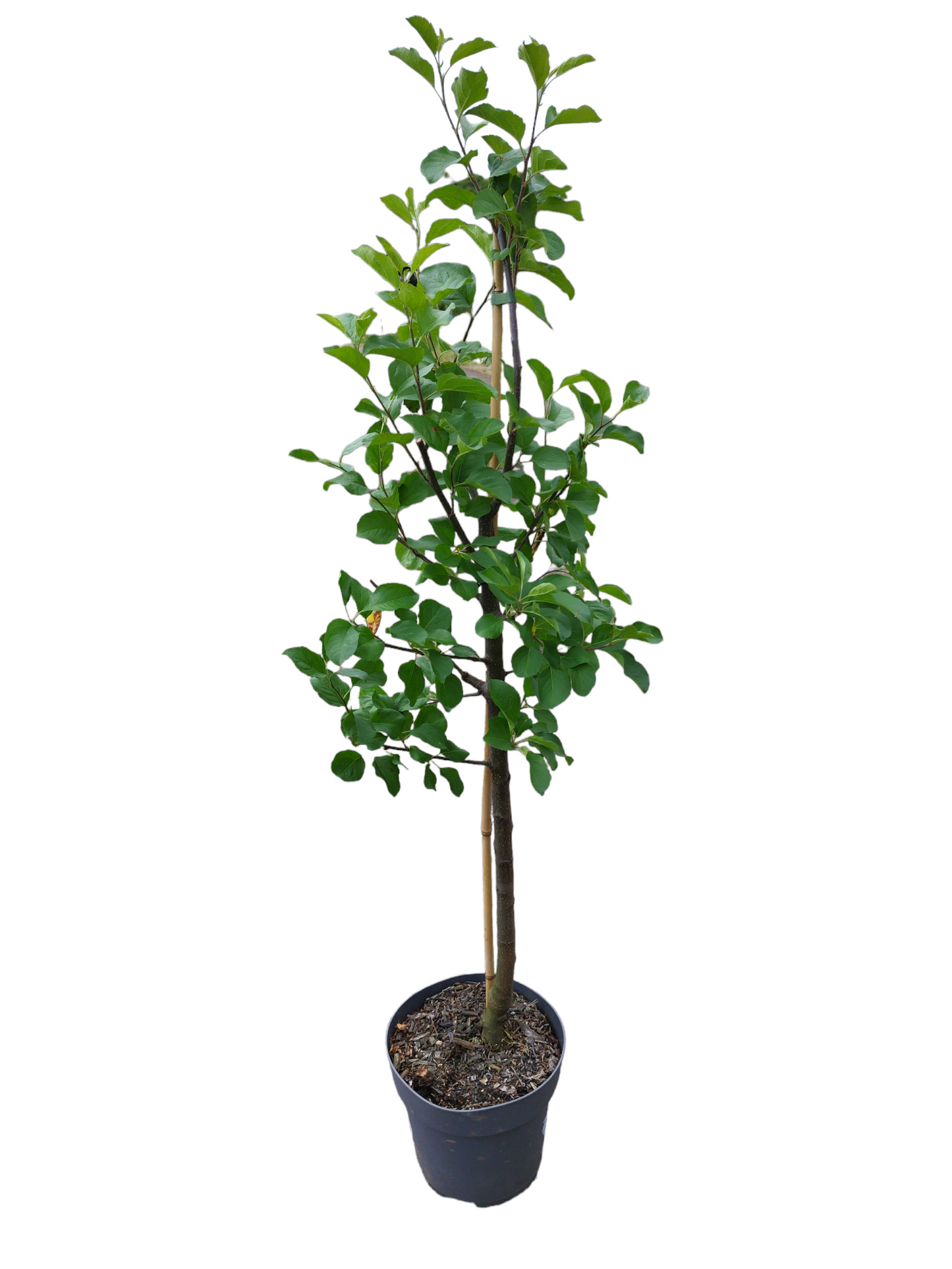 Apfel "Jamba 69"