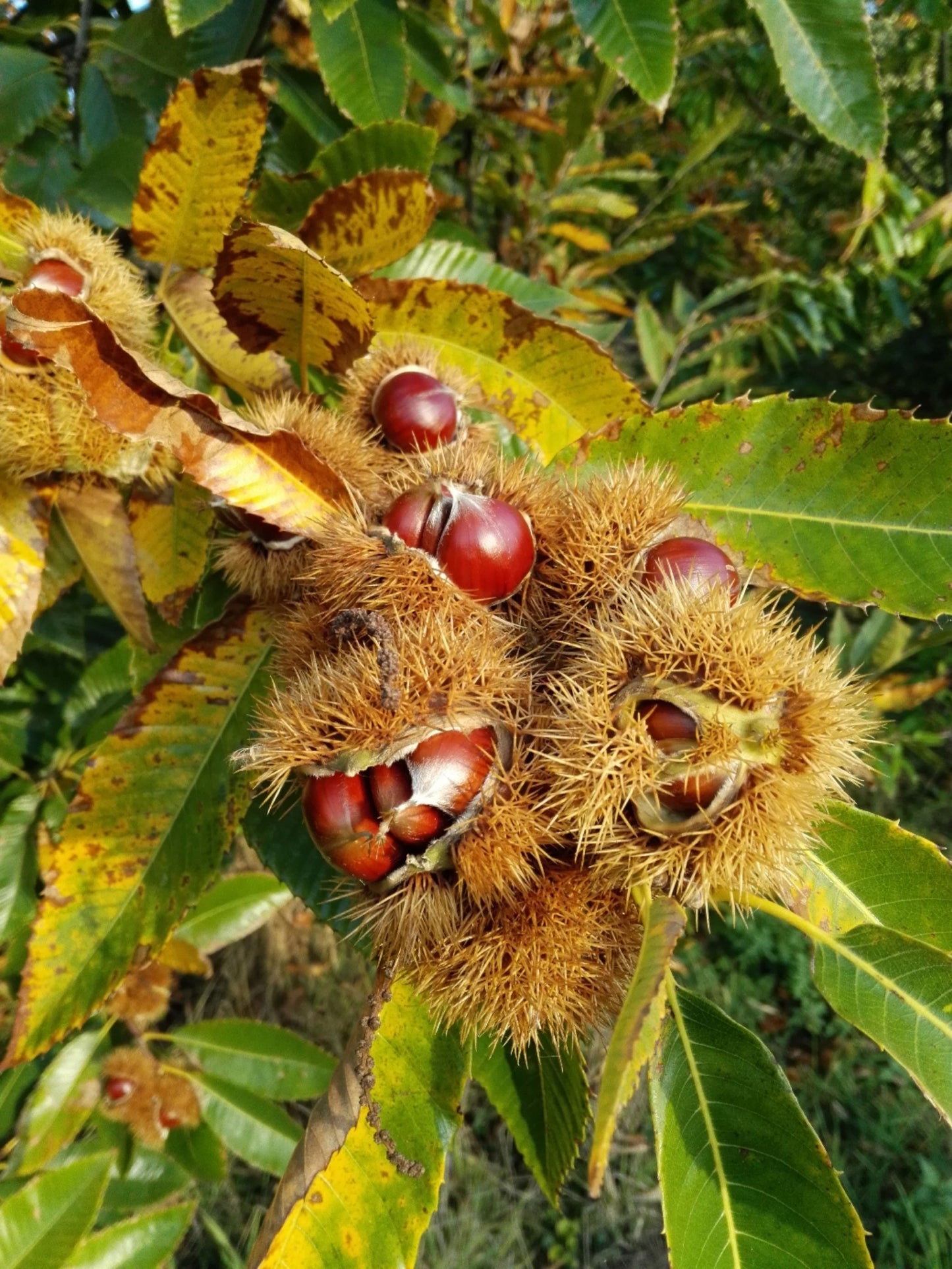 Edelkastanie Castanea sativa Klimabaum