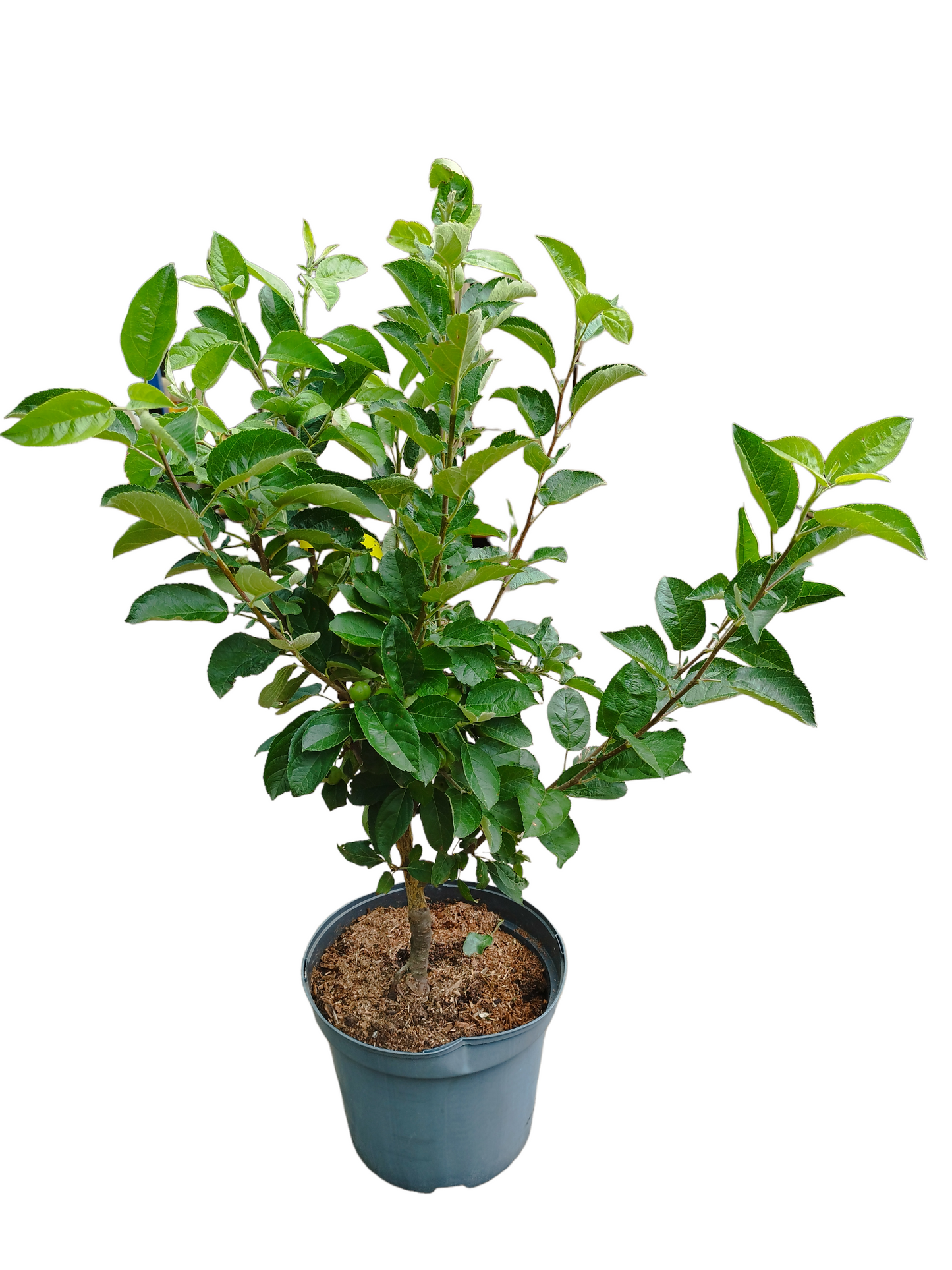 Zierapfel 'Golden Hornet'