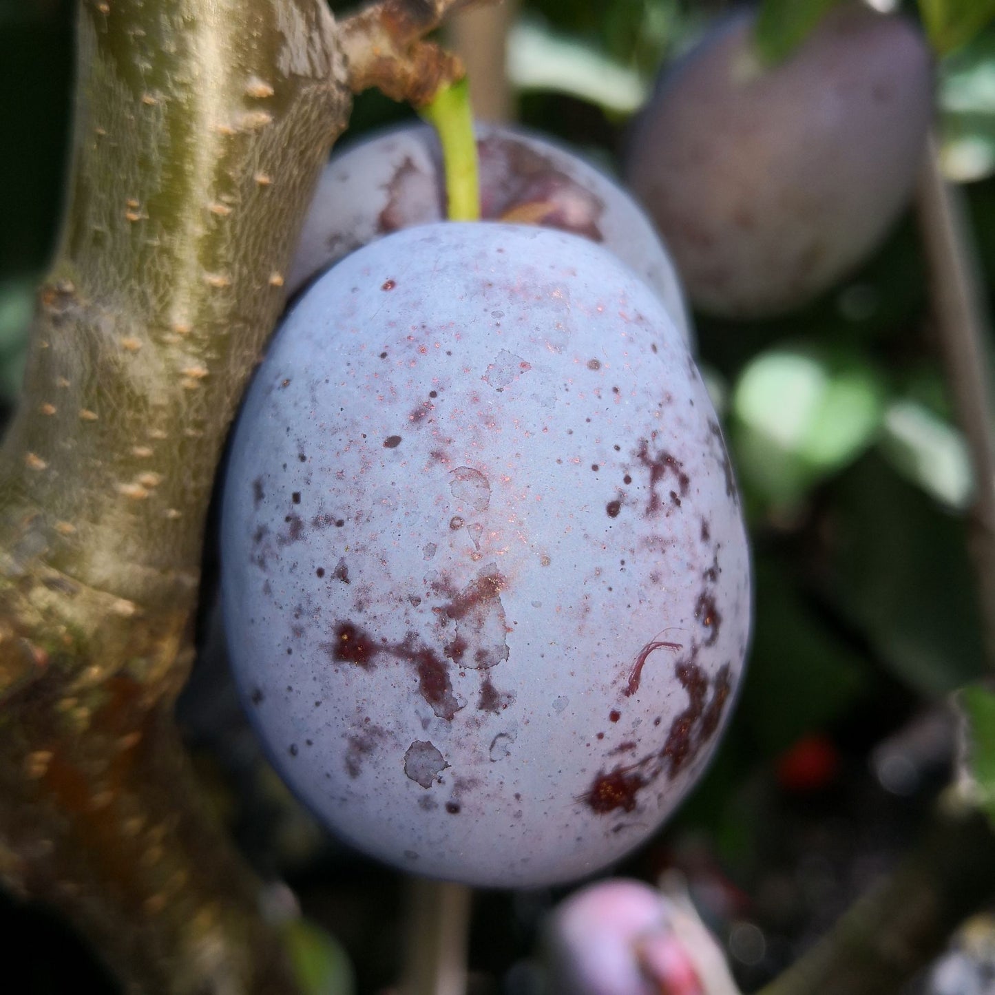 Zwetsche 'Cacaks Fruchtbare'