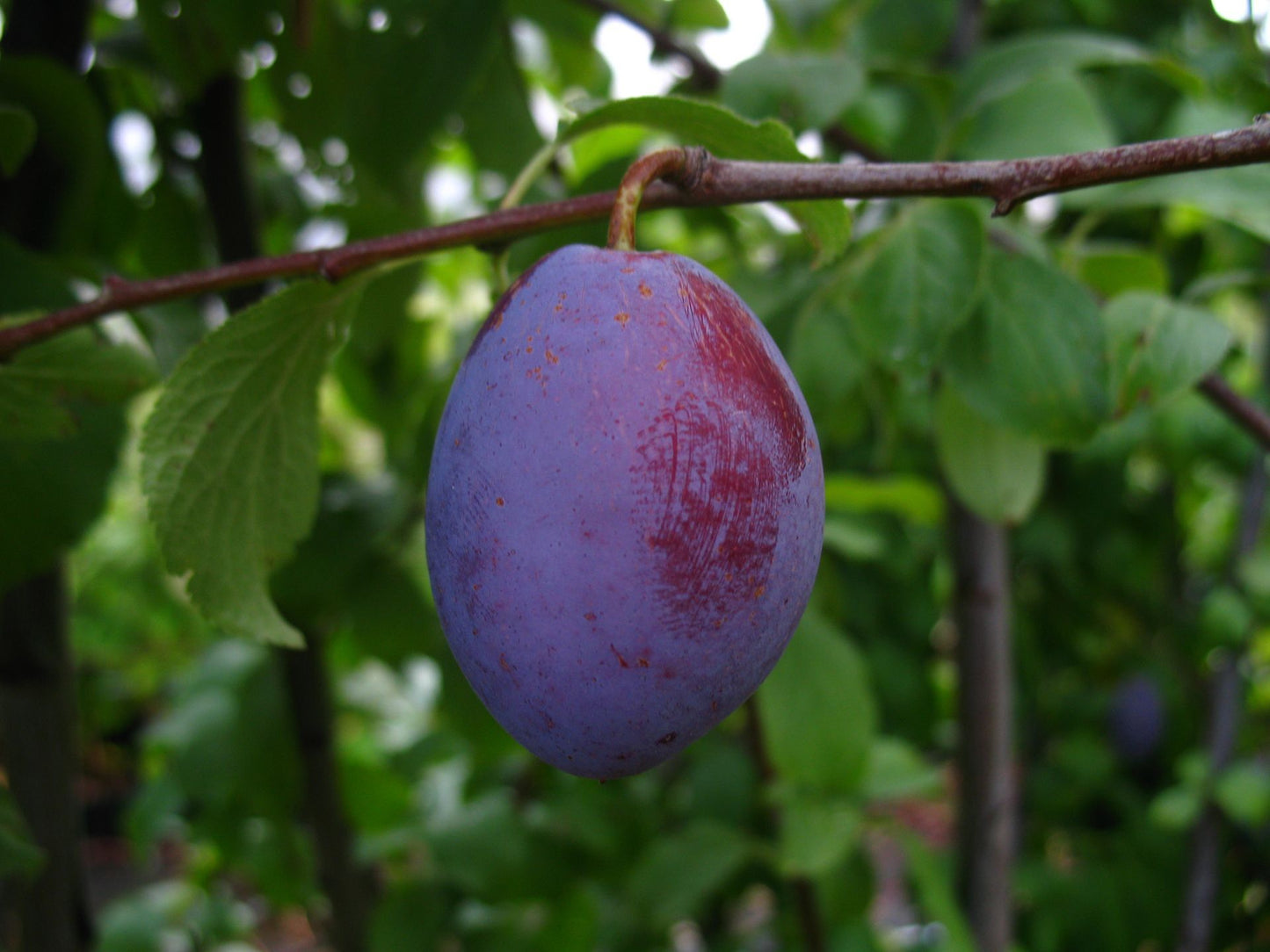 Zwetsche 'Cacaks Frühe'