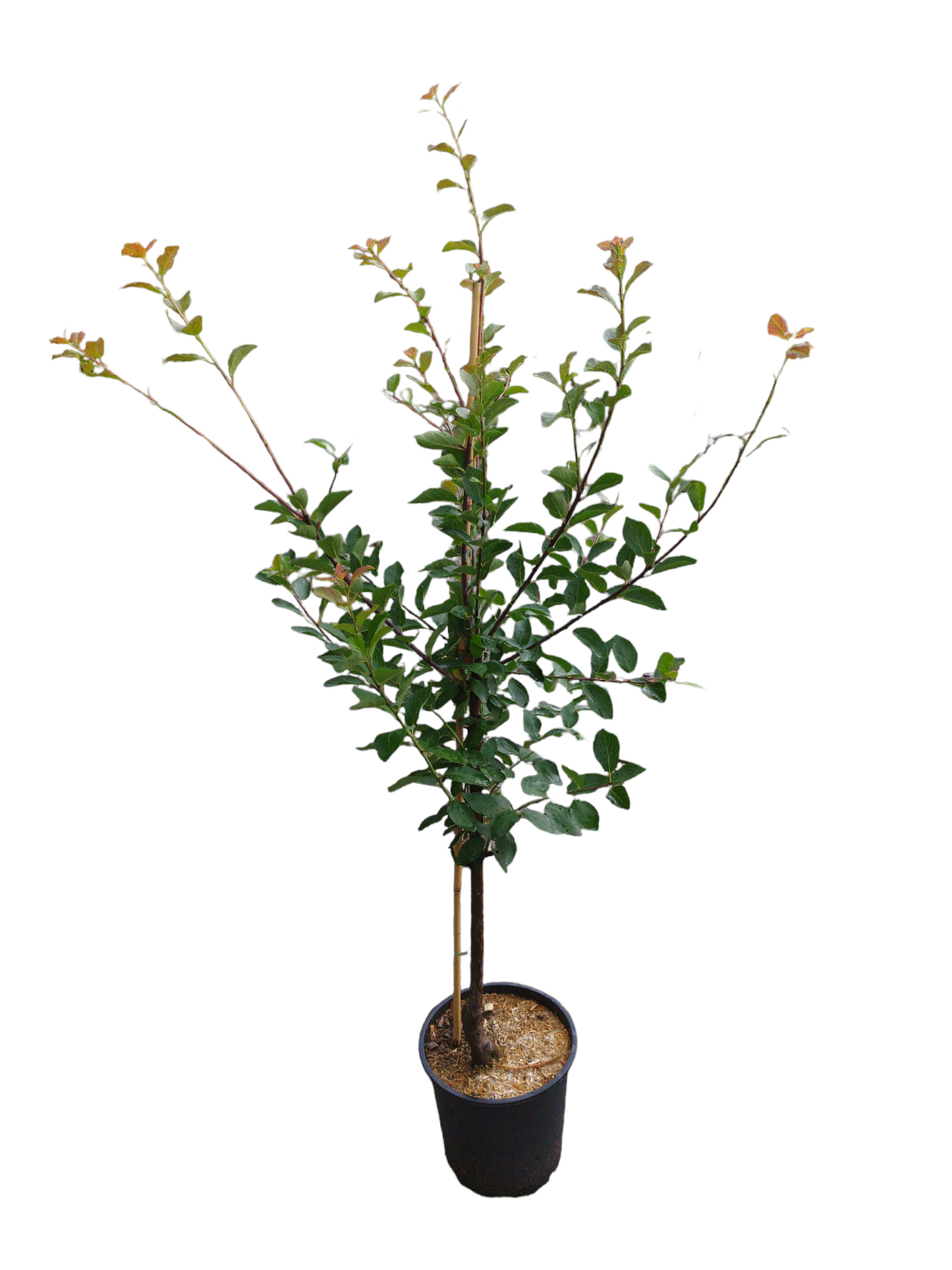 Mirabellenbaum Nancy-Mirabelle – süße gelbe Früchte ertragreich & selbstfruchtbar