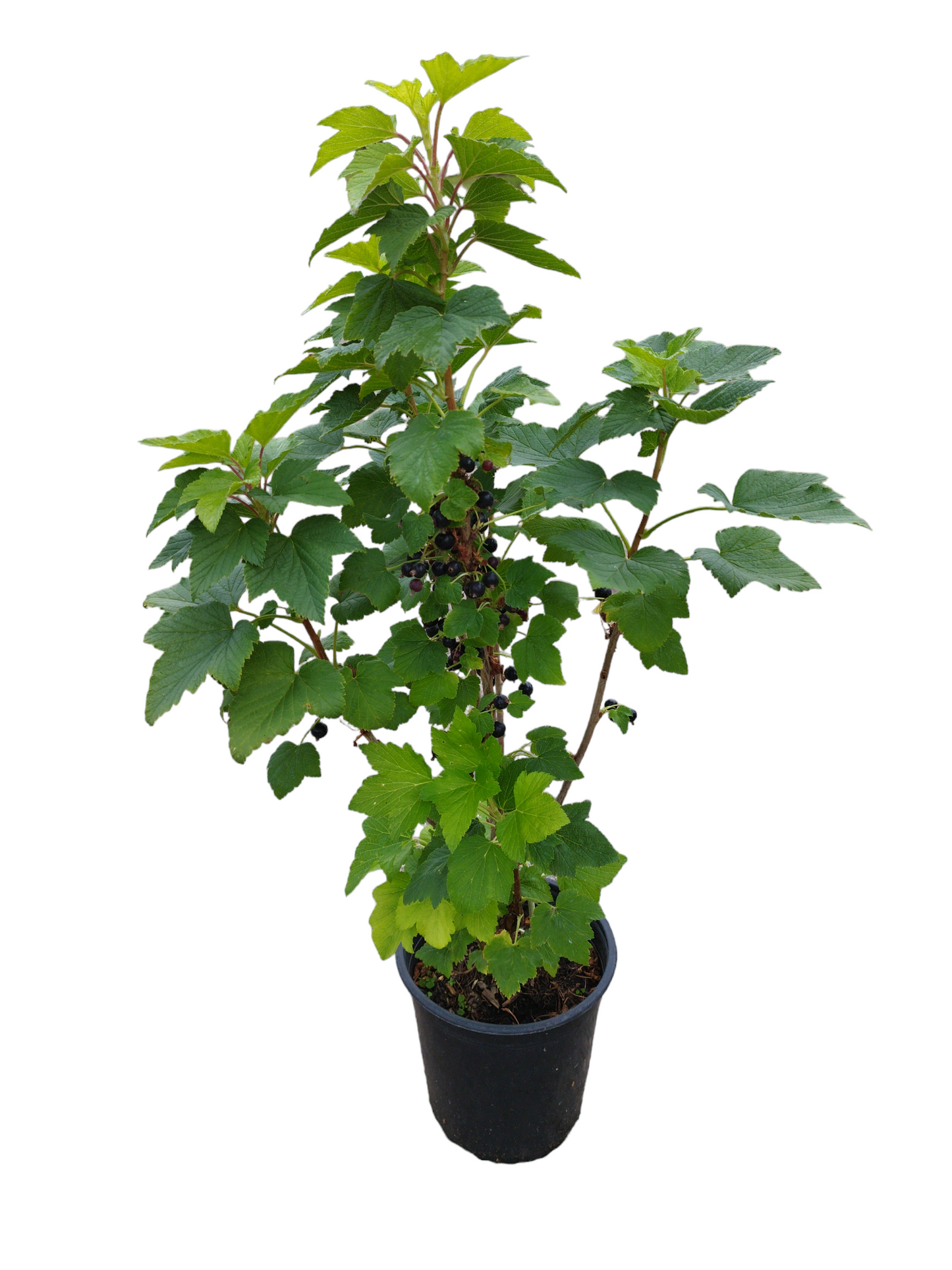 Johannisbeere 'Titania'