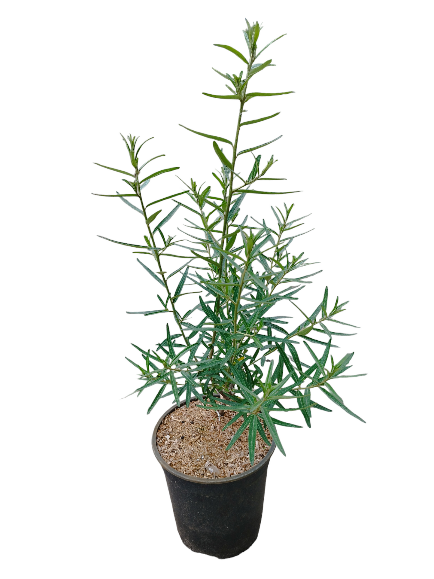 Sanddorn Frugana, weiblich