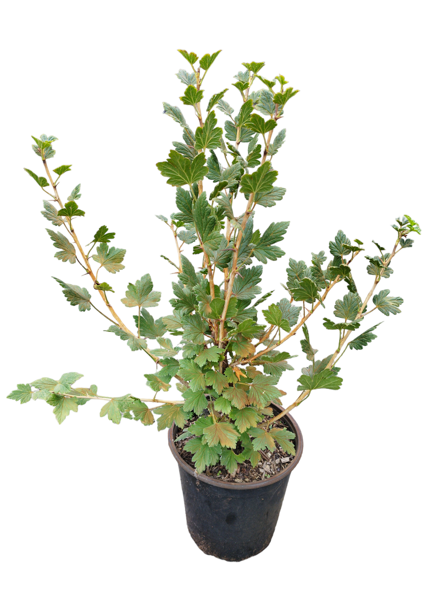 Stachelbeere 'Invicta'