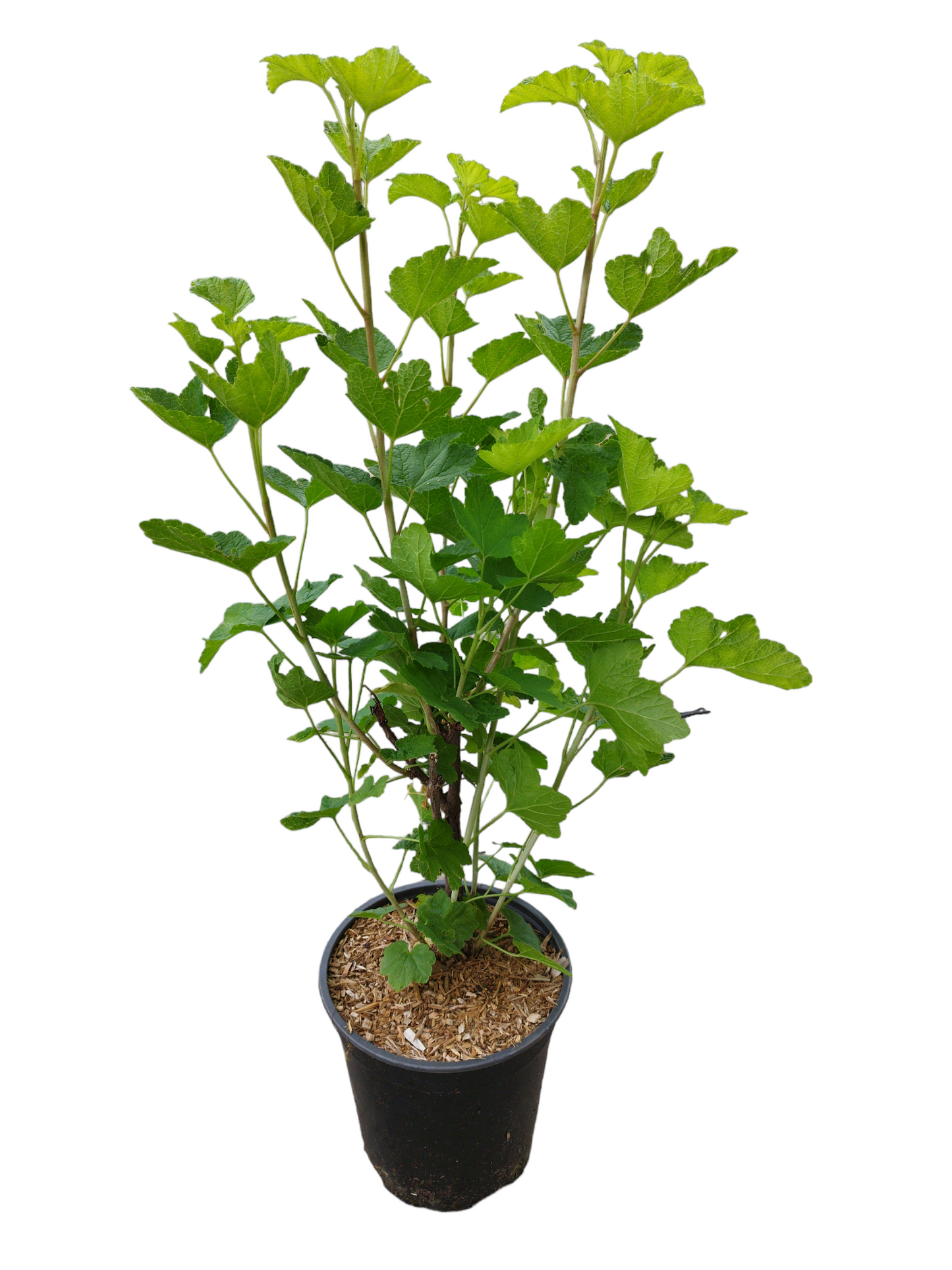 Rote Johannisbeere Jonkheer van Tets – Frühreife, aromatische & robuste Beerenpflanze