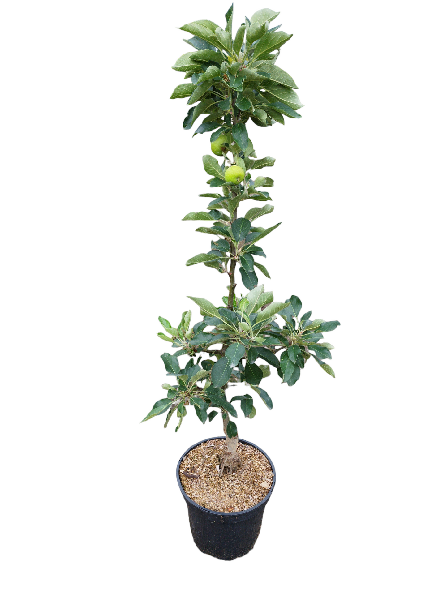 Zwergapfel "Super Compact James Grieve" ®