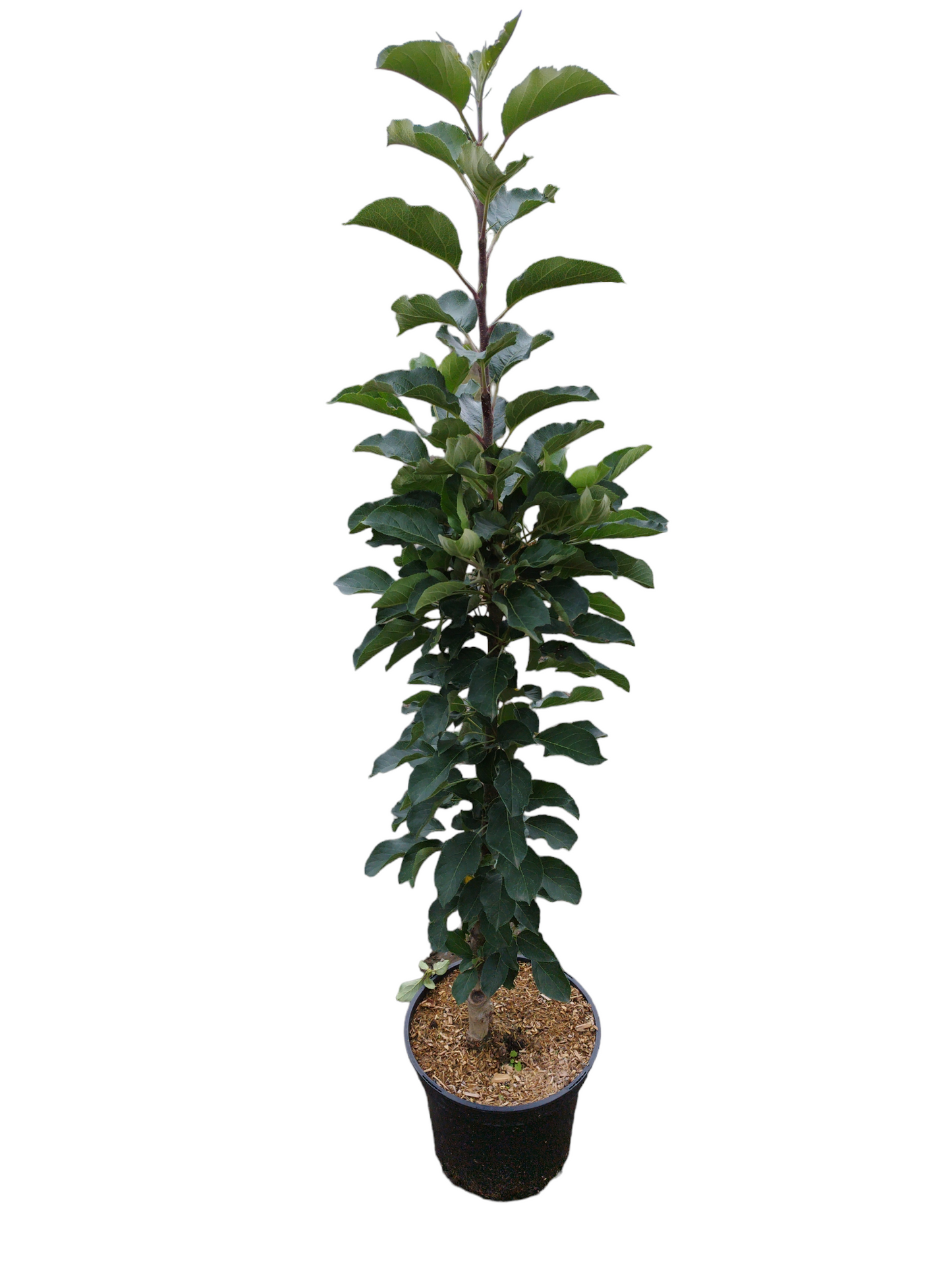 Säulenapfel 'McIntosh'