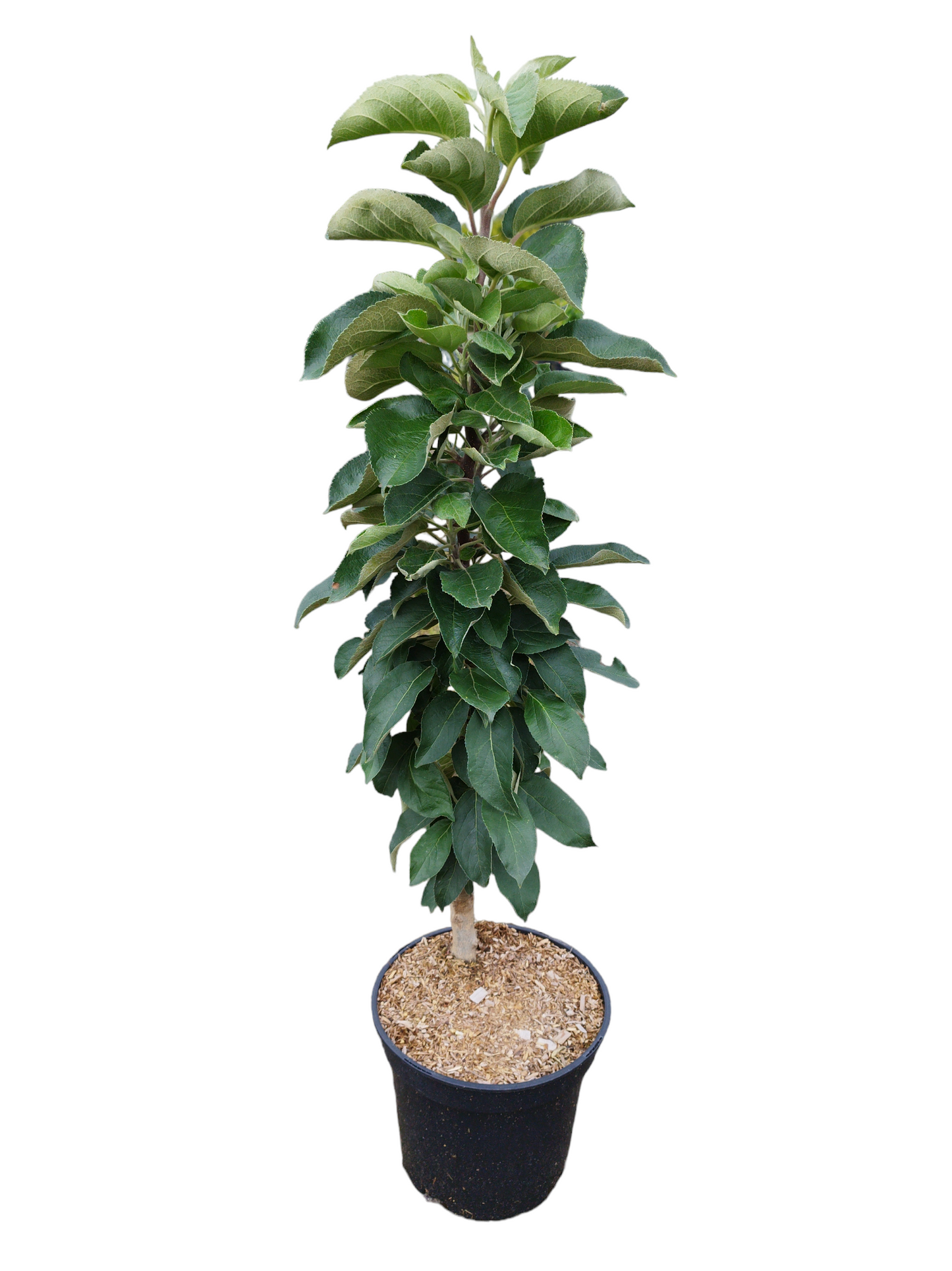 Säulenapfel 'Red River' ®