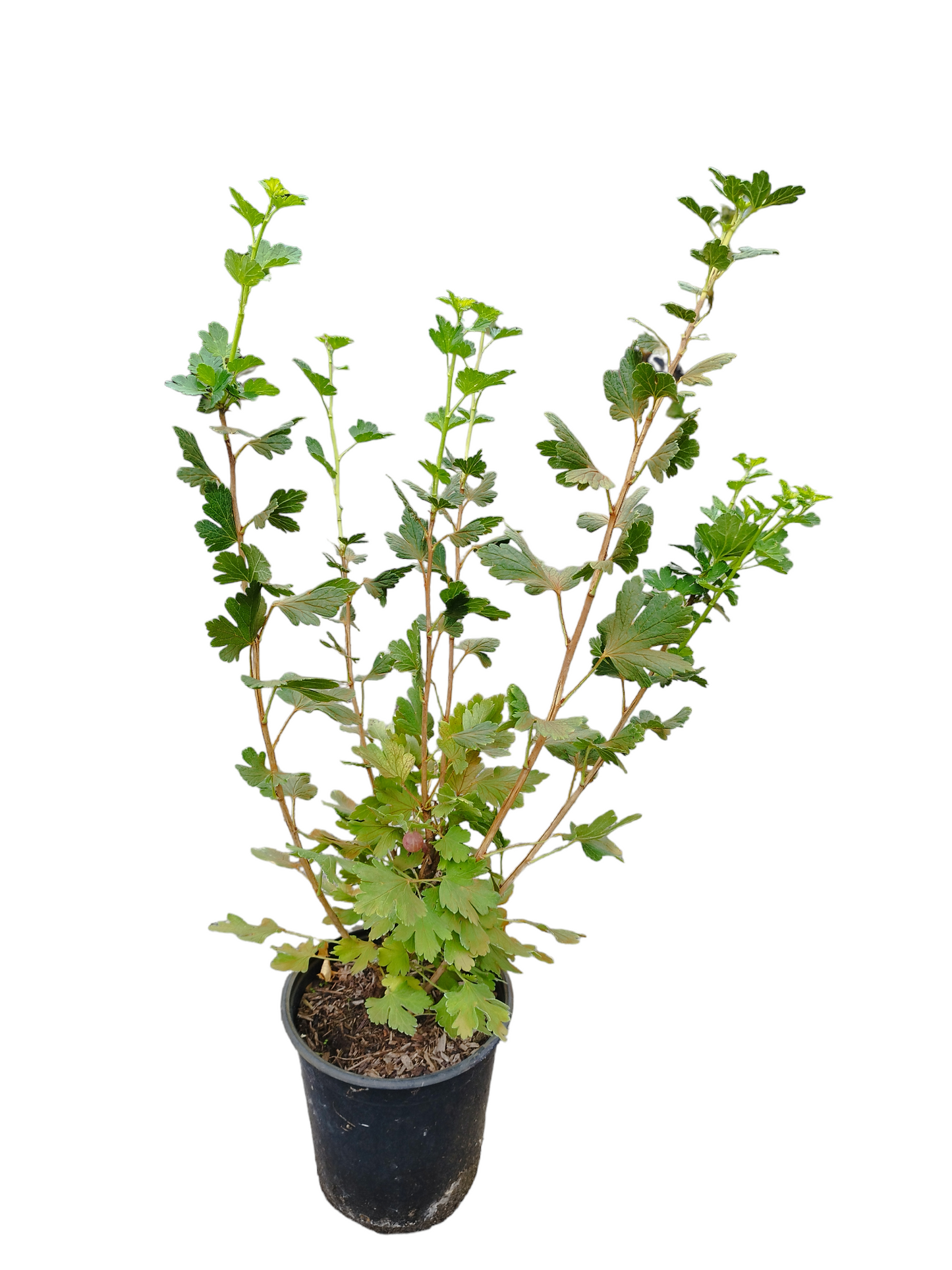 Stachelbeere 'Captivator'