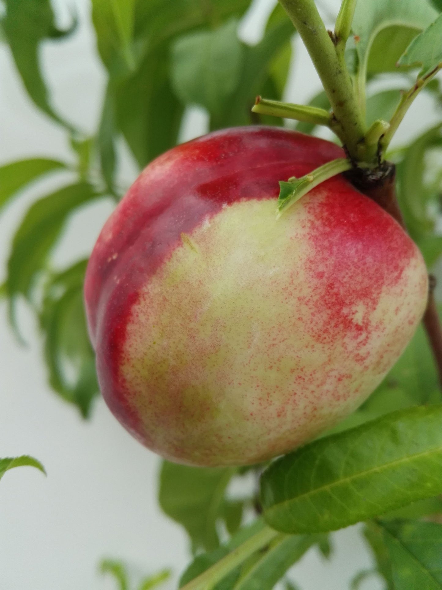 Nektarine 'Early Sungrand'