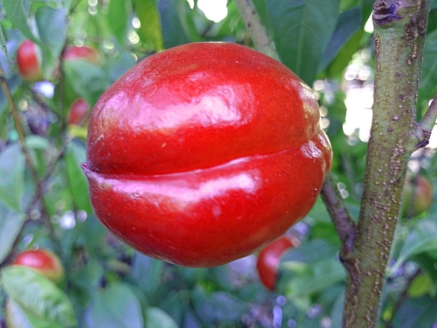 Nektarine 'Early Sungrand'