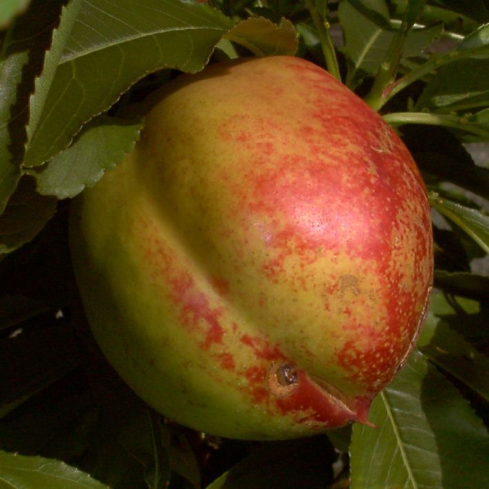 Nektarine 'Harnas'