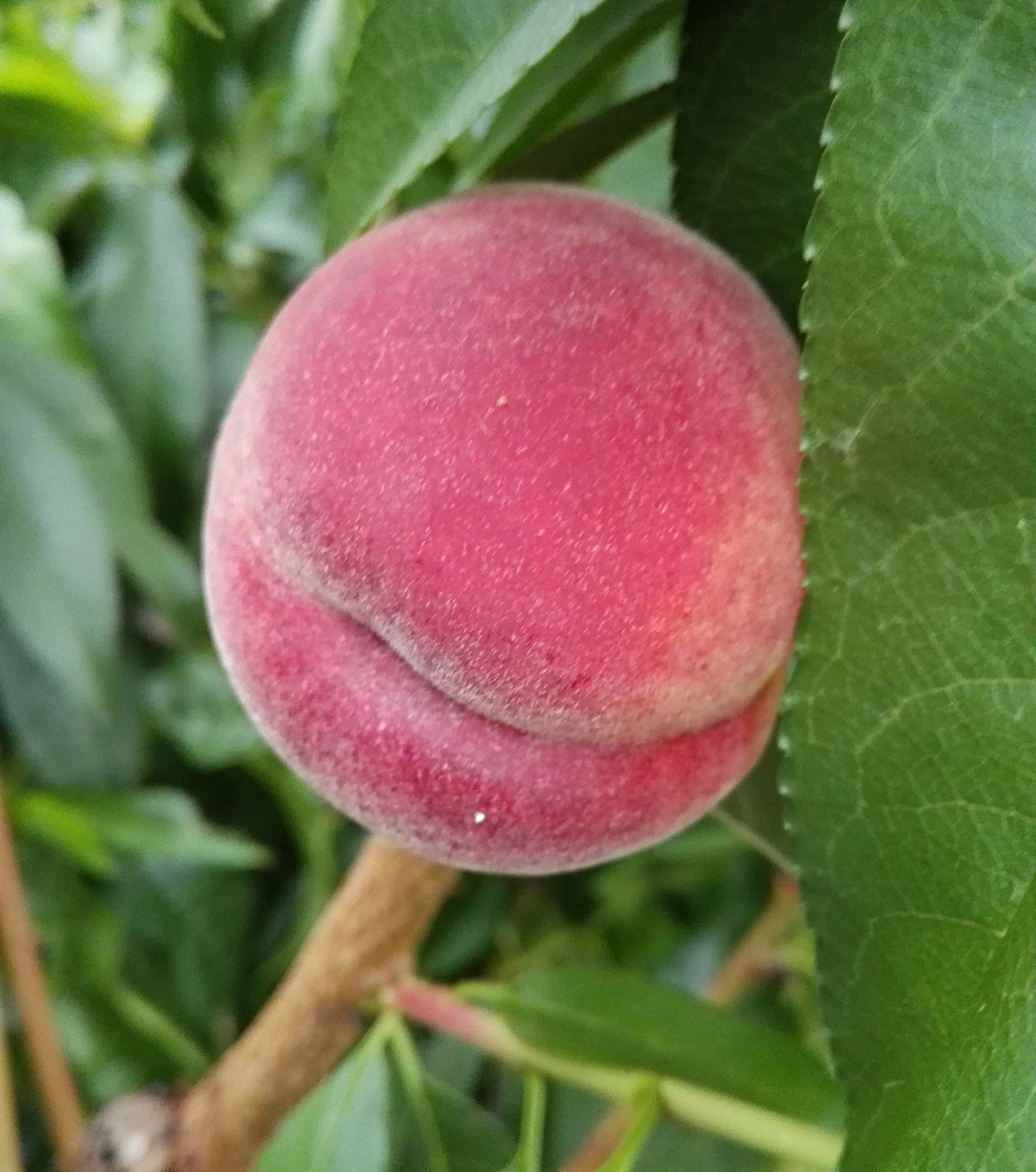 Pfirsich 'Benedicte'