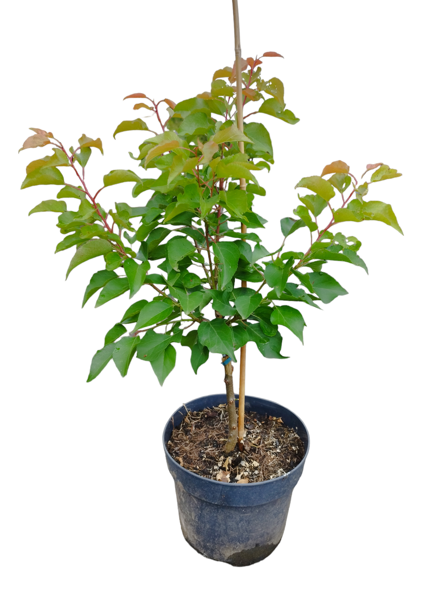 Zwergaprikose 'Compacta'