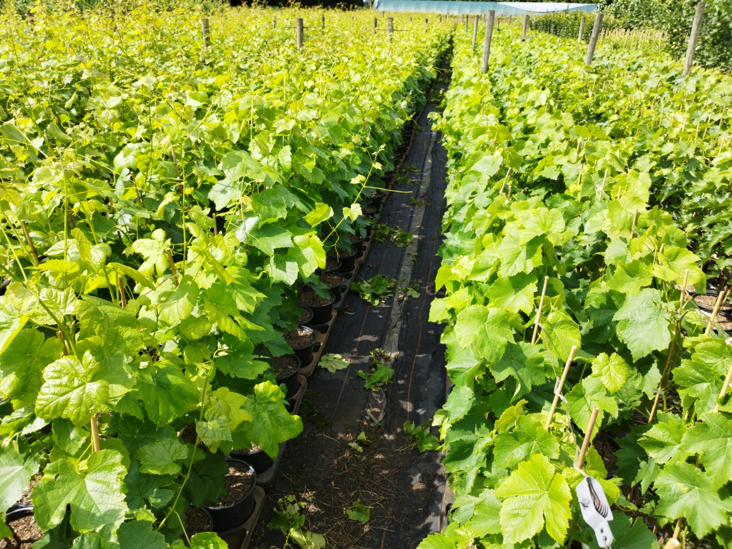 Weinrebe 'Bellarosso' , pilztolerant