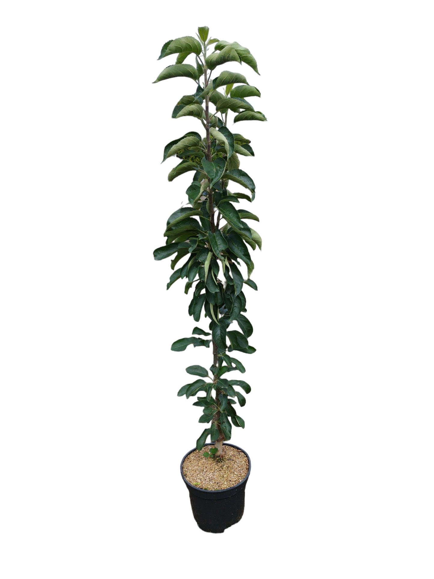 Säulenapfel 'Rhapsodie' ®