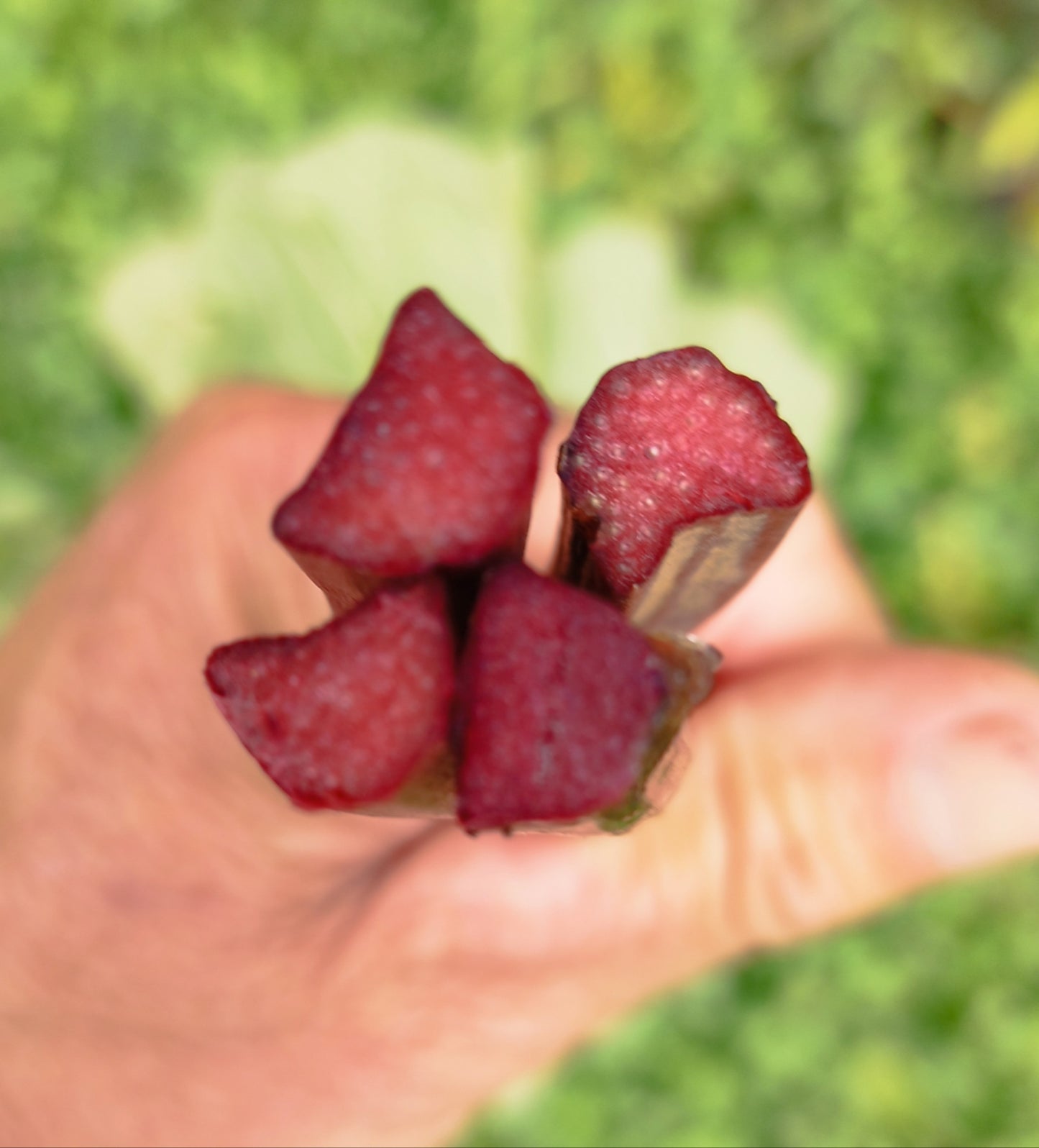 Rhabarber 'Holsteiner Blut'