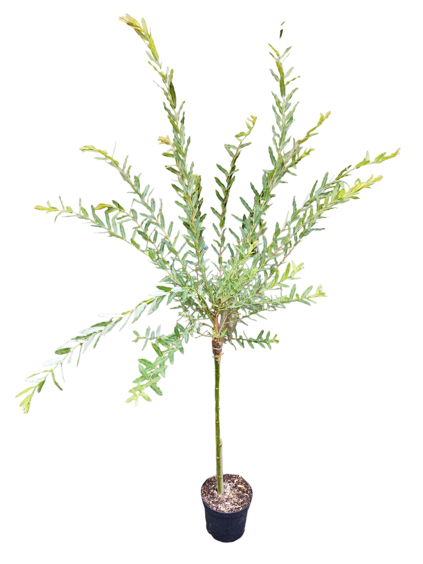 Harlekinweide Salix integra ' Hakuro- Nishiki '