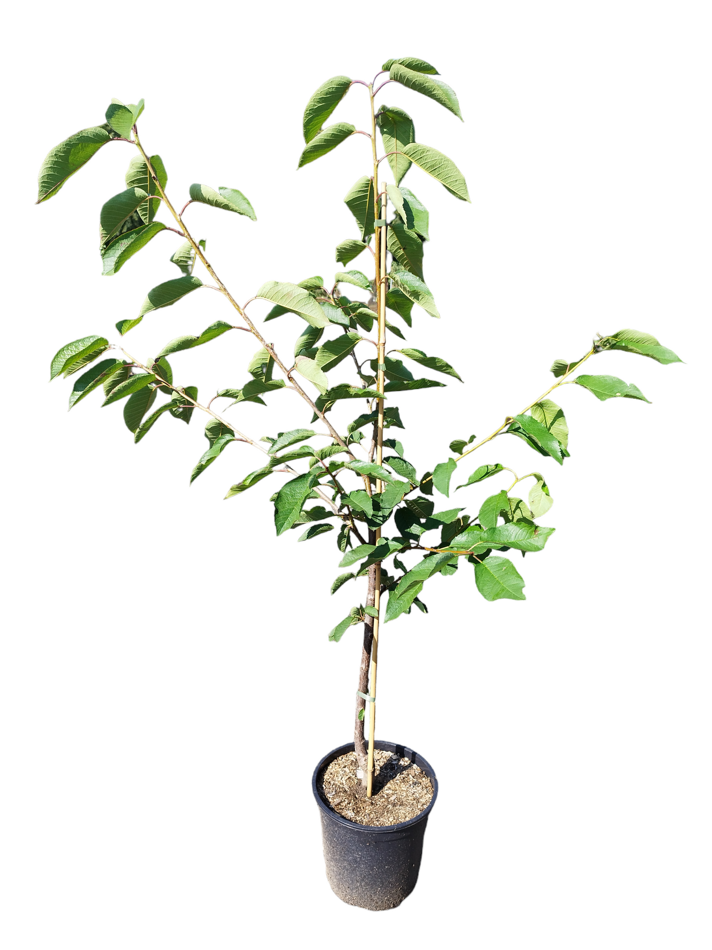 Süßkirsche Große Prinzessin / Napoleon – robuste Süßkirschen-Pflanze, hoher Ertrag, Obstbaum