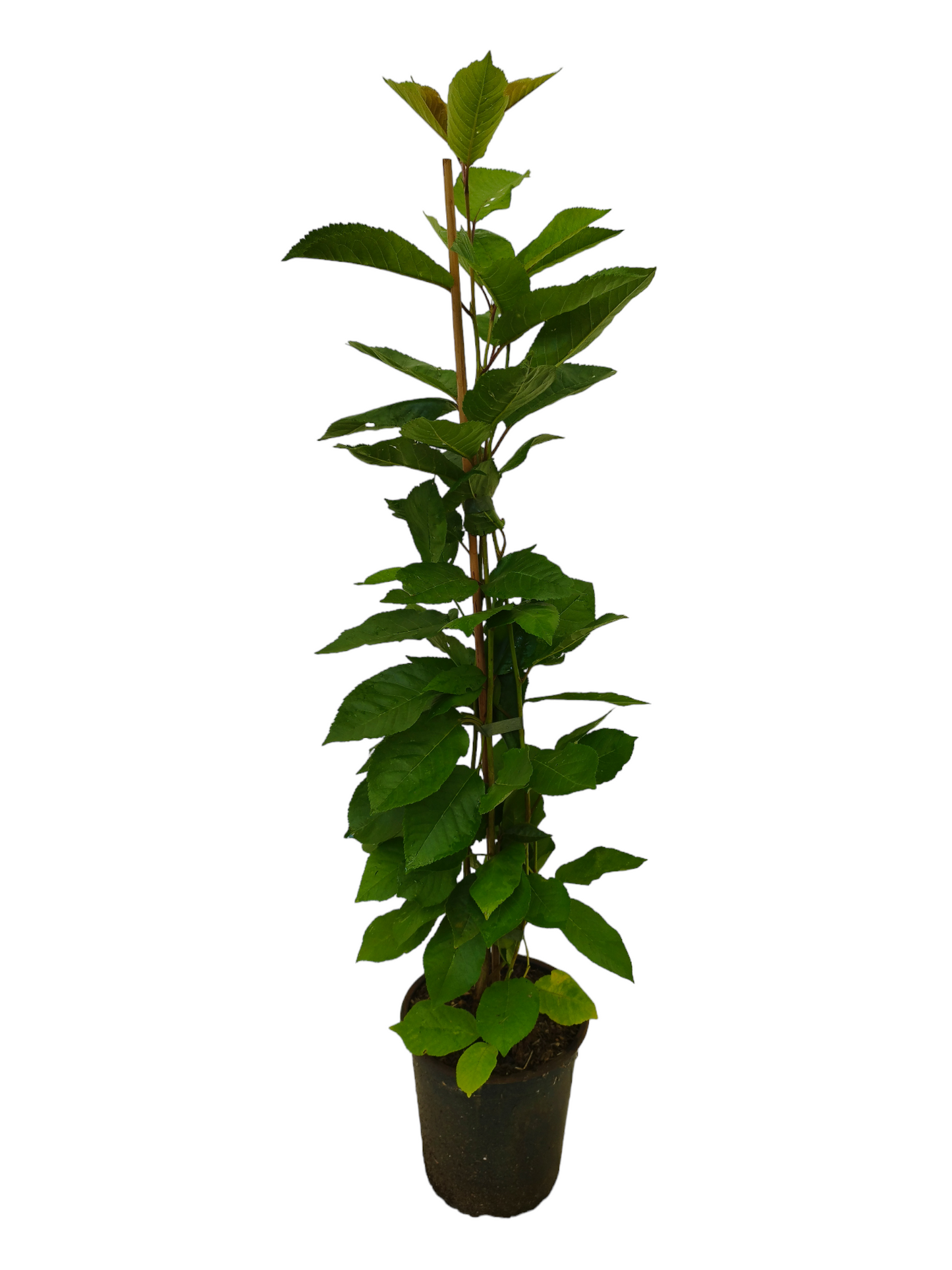 Sauerkirsche "Jade" -S-