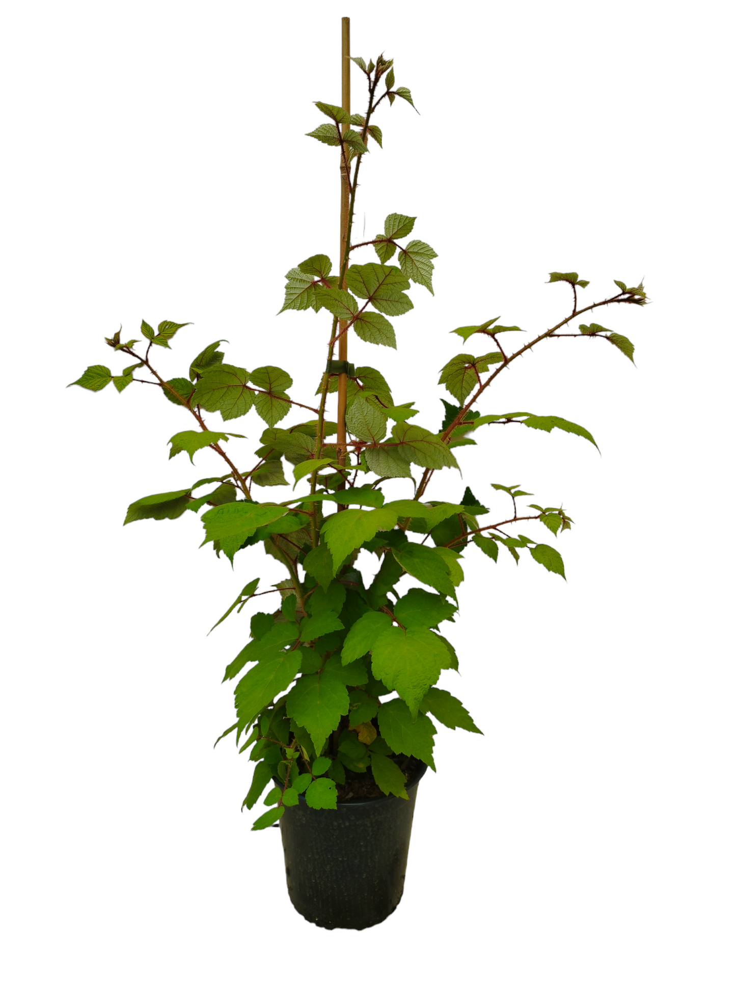 Japanische Weinbeere