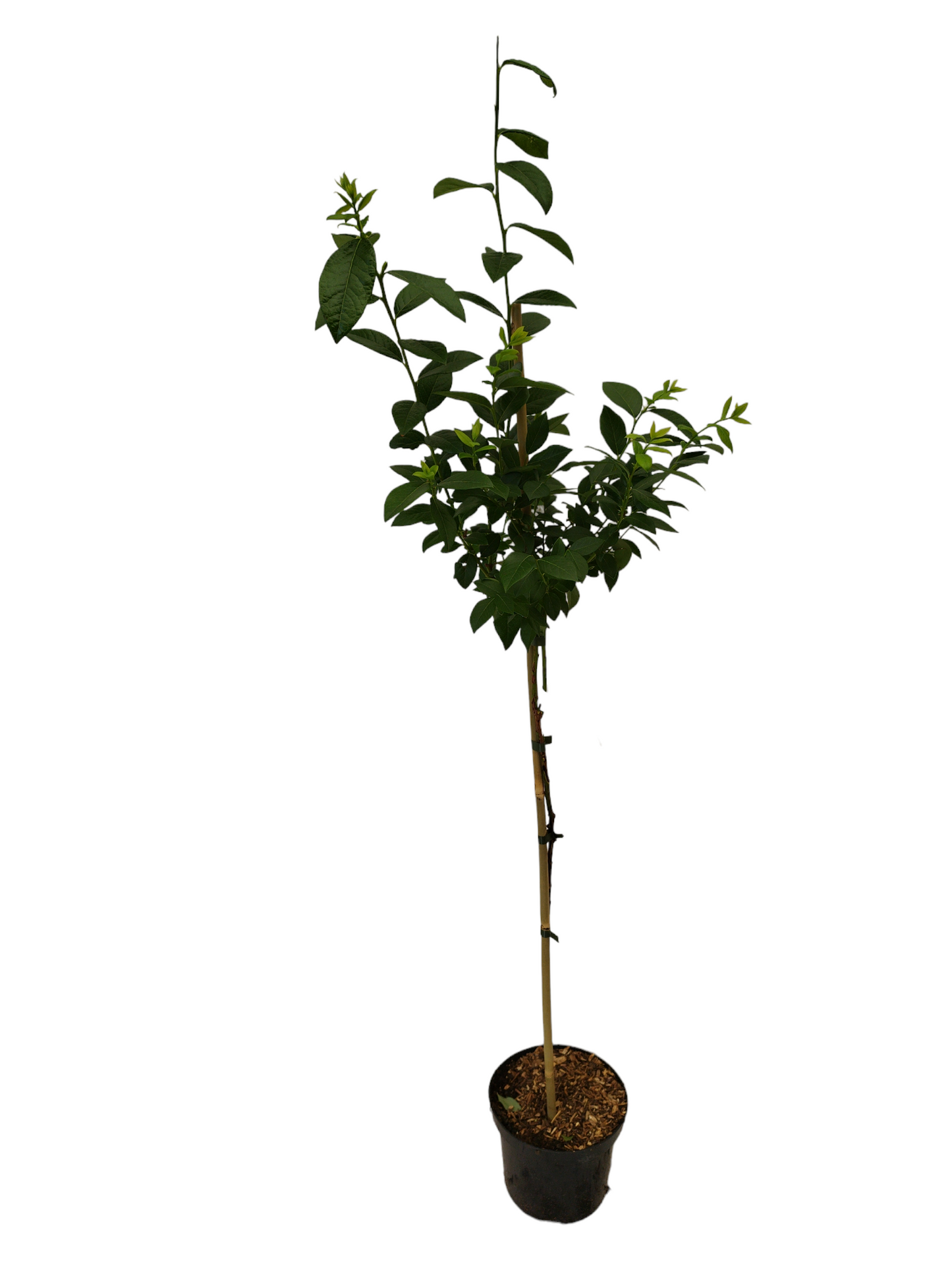 Heidelbeer- Stämmchen Bluecrop