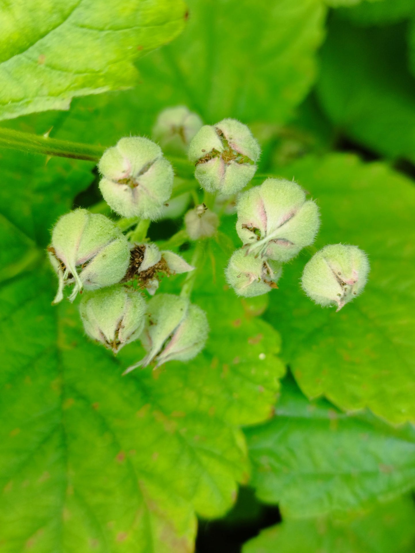 Brombeere 'Dorman Red'