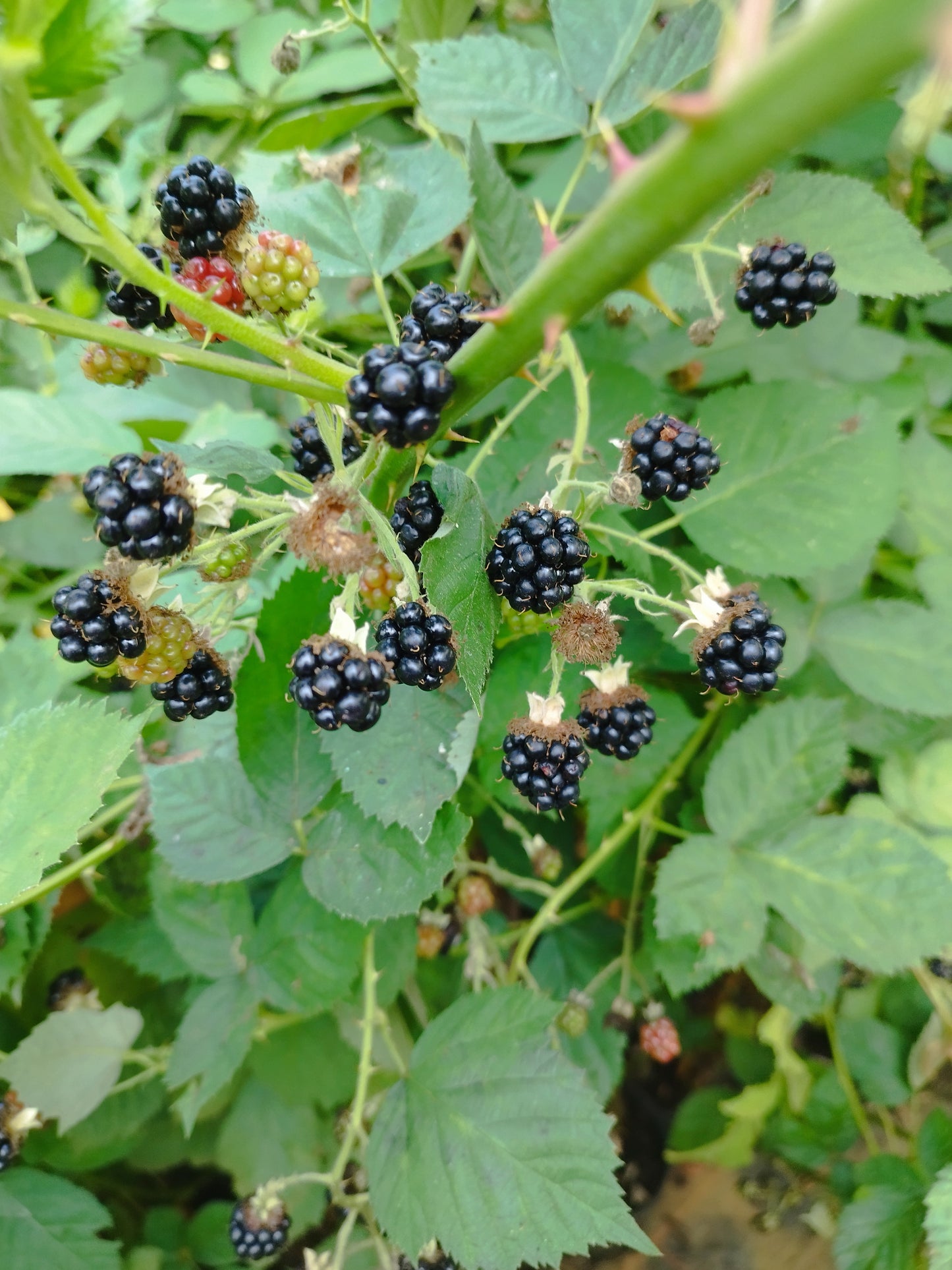 Brombeere 'Theodor Reimers'