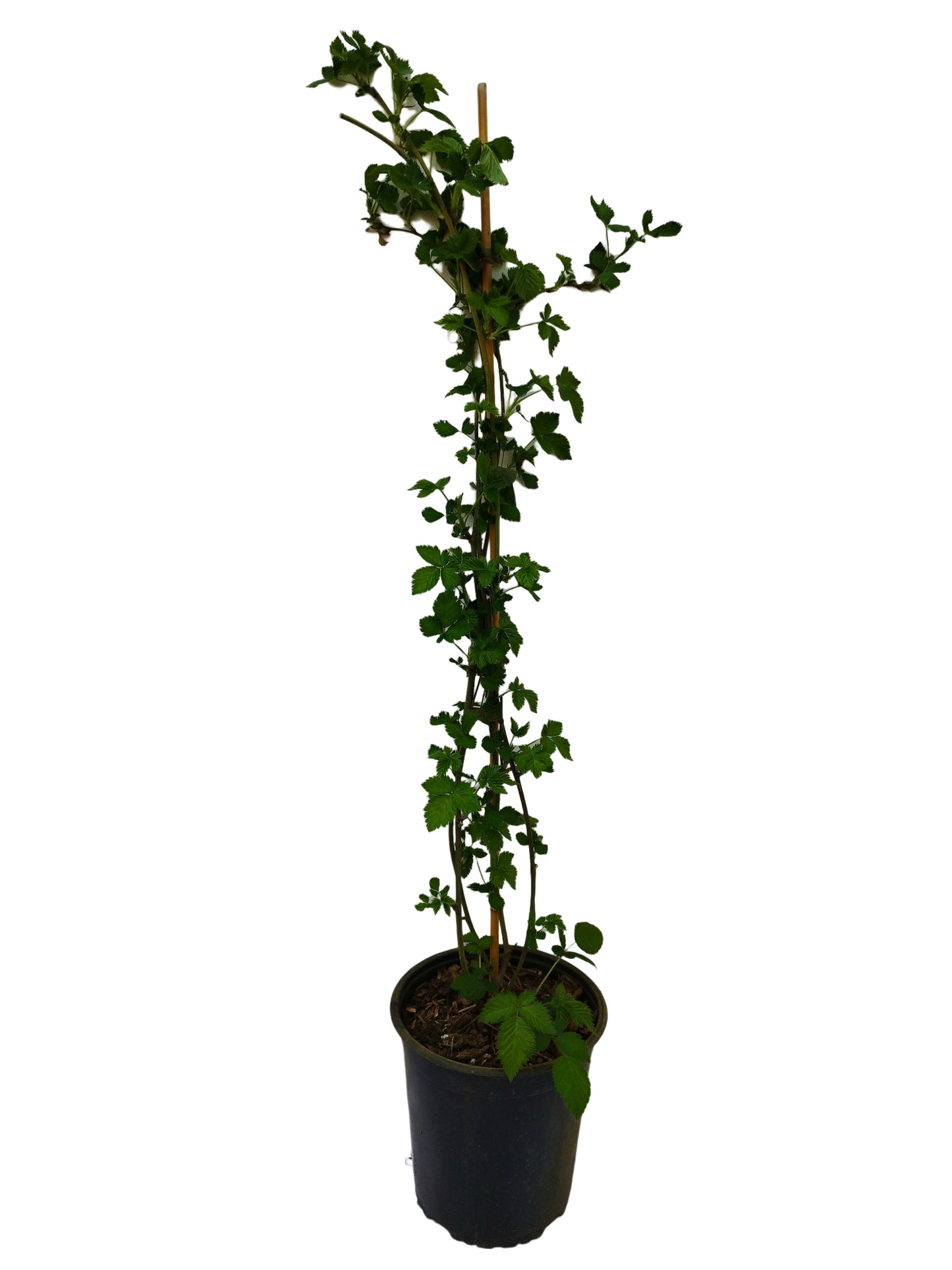 Brombeere Black Satin