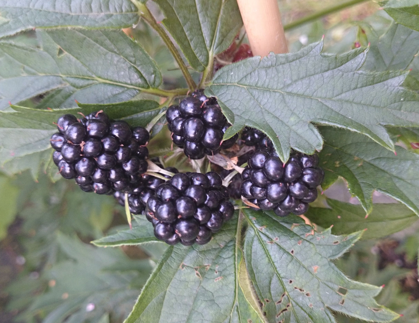 Brombeere 'Thornless Oregon'