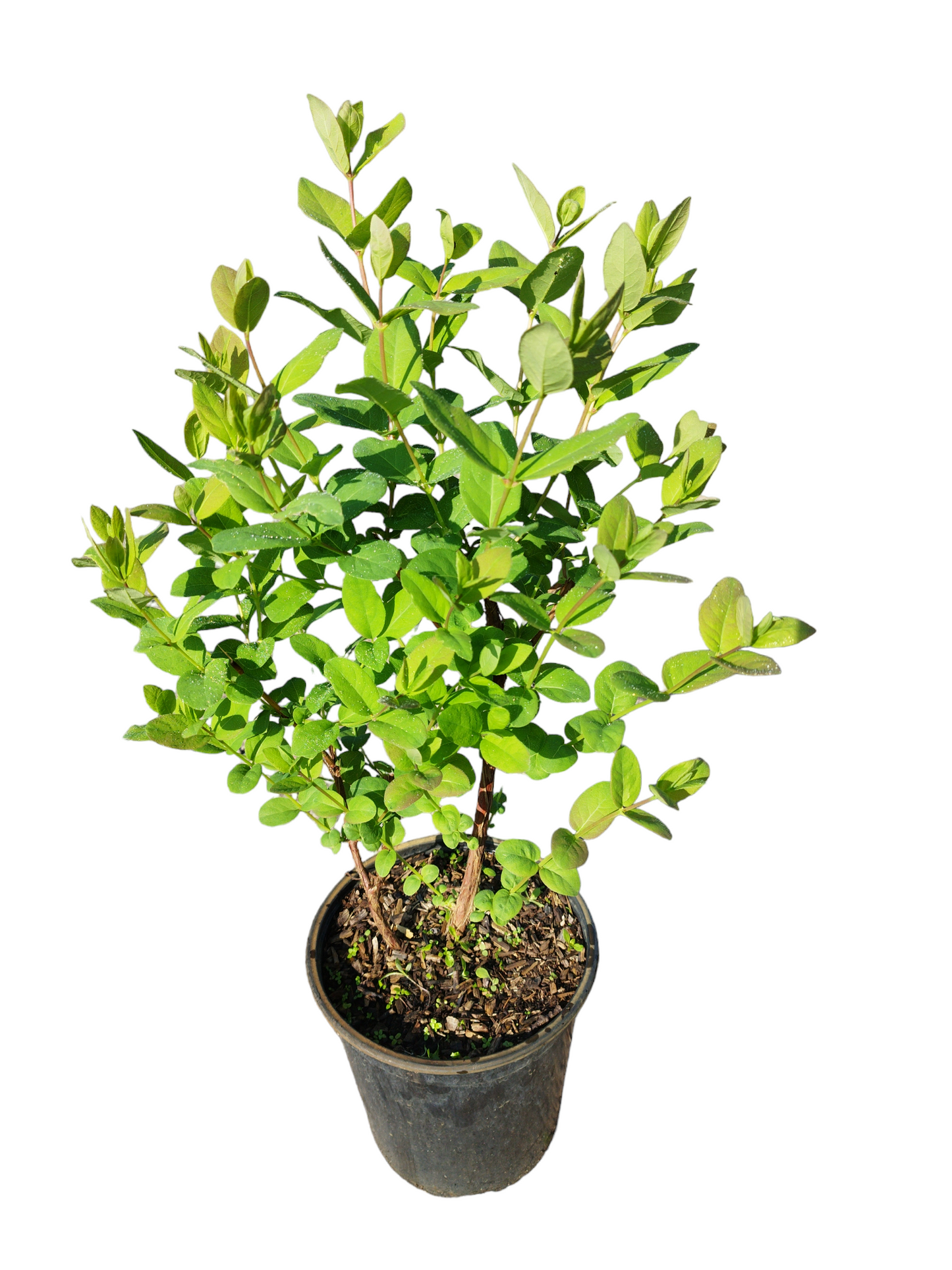 Sibirische Blaubeere "Zojka"