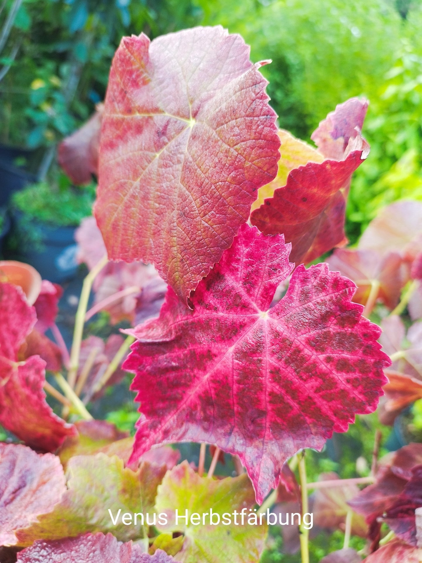 Weinrebe 'Venus' kernlos, pilzresistent