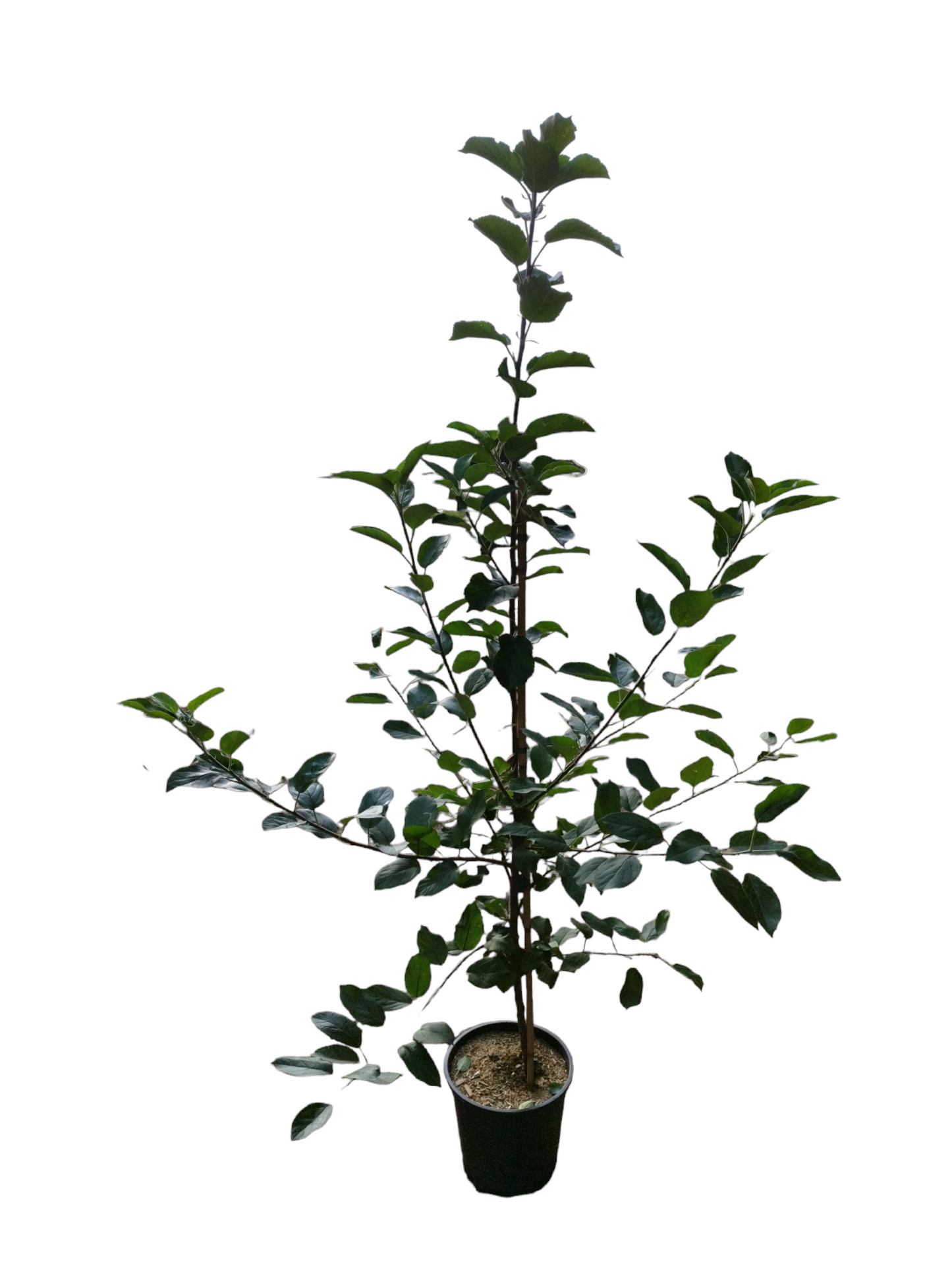 „Weißer Klarapfel Apfelbaum – sehr frühe Sorte | aromatisch, robust & hoher Ertrag“