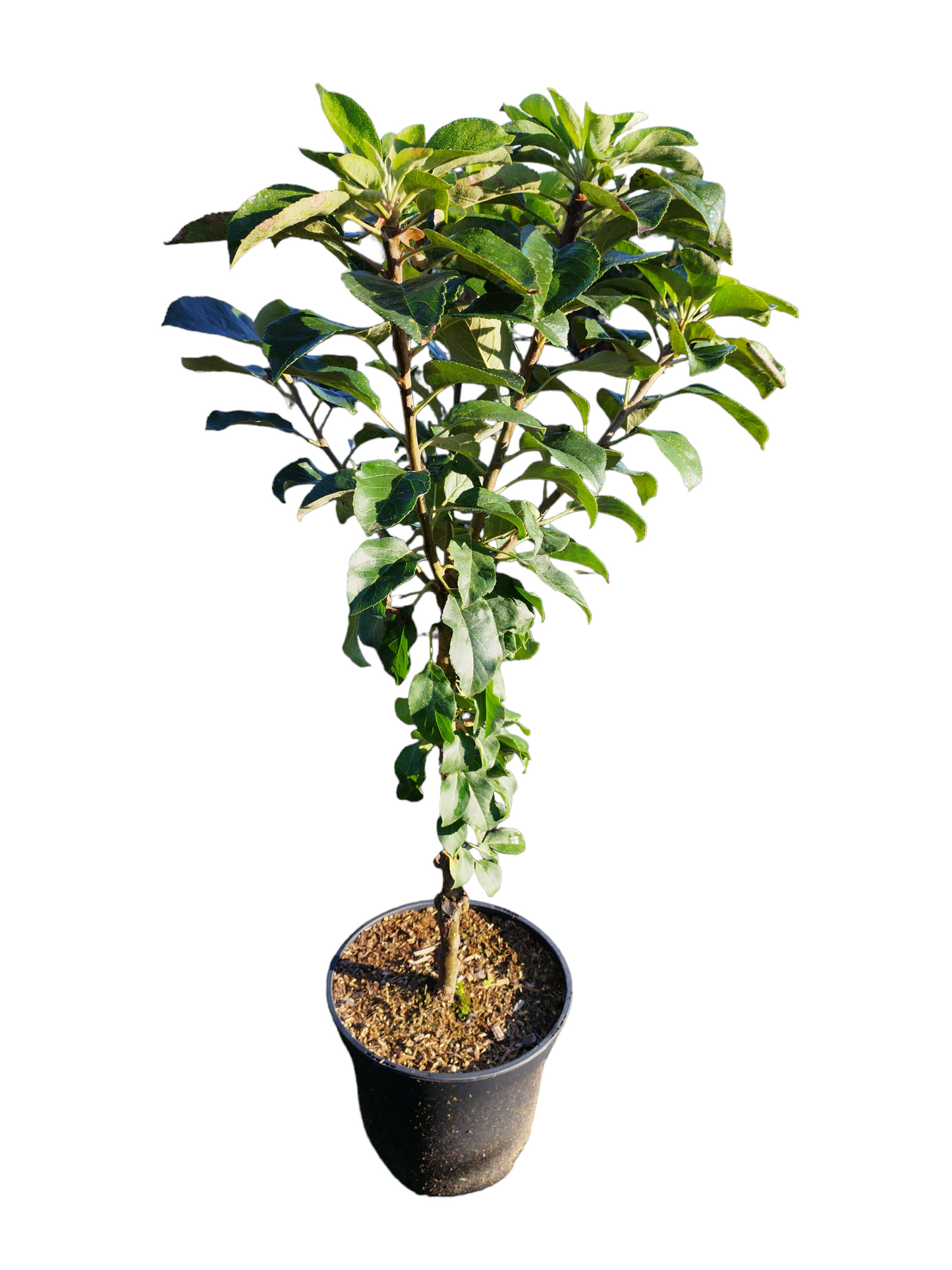 Zwergapfel ' Alkmene Linus '